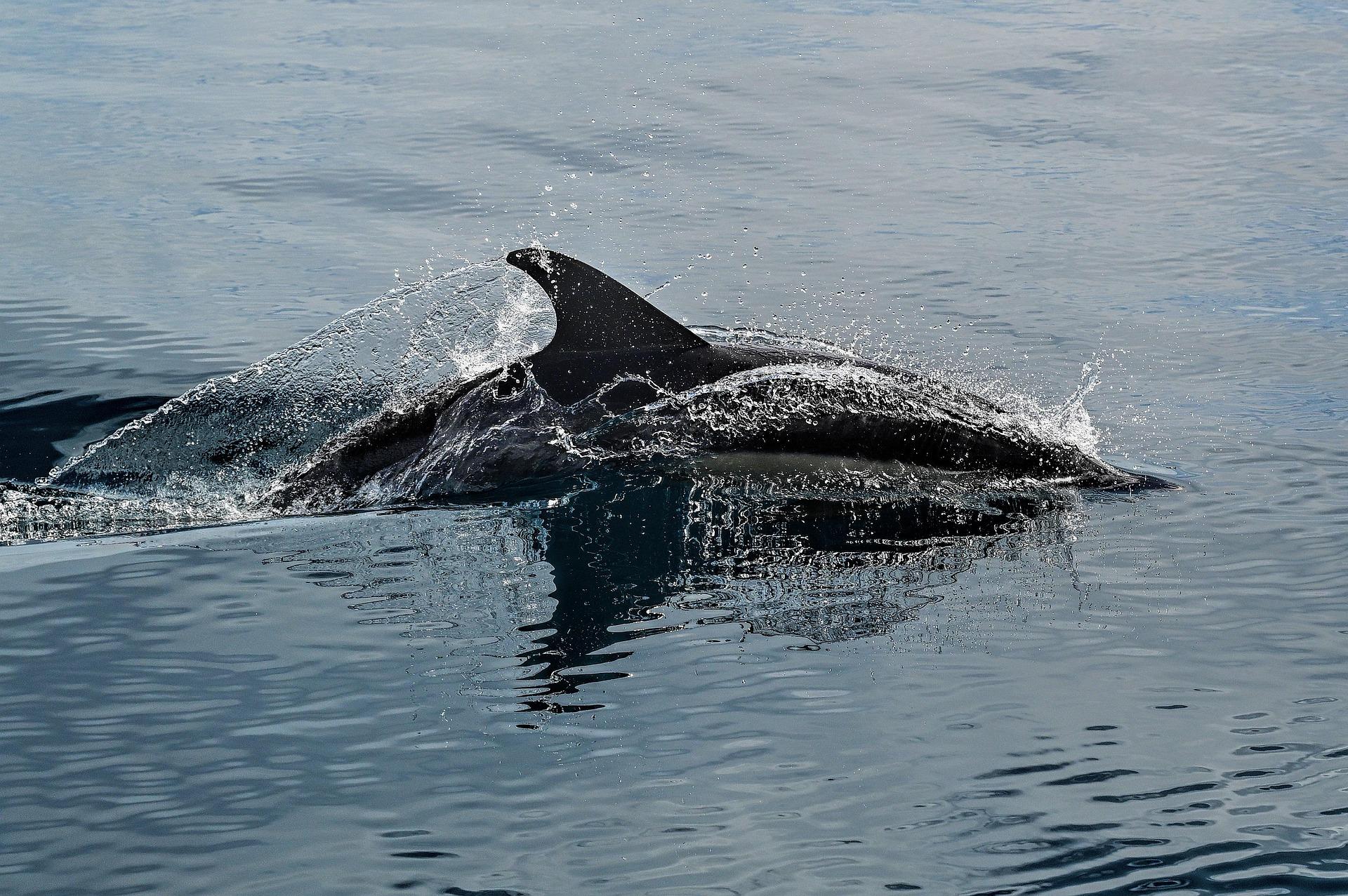 Muscat: Wild Dolphin Watching & Historic Coastline Boat Tour