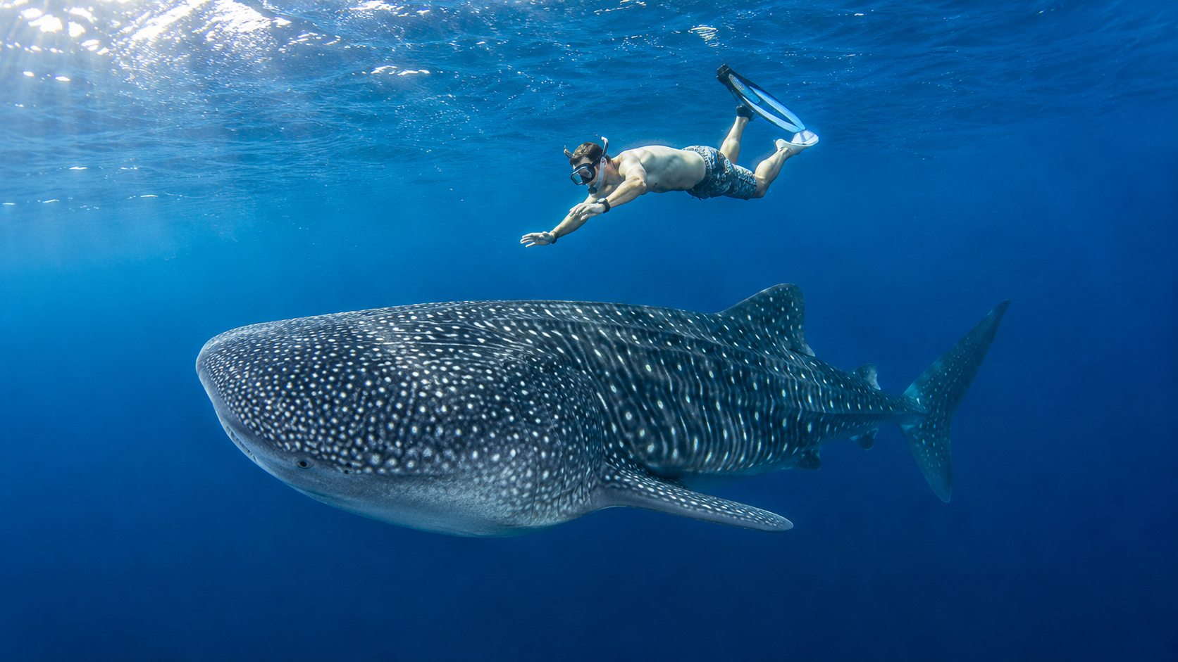 From Moalboal: Oslob Whale Shark Swimming Experience 3