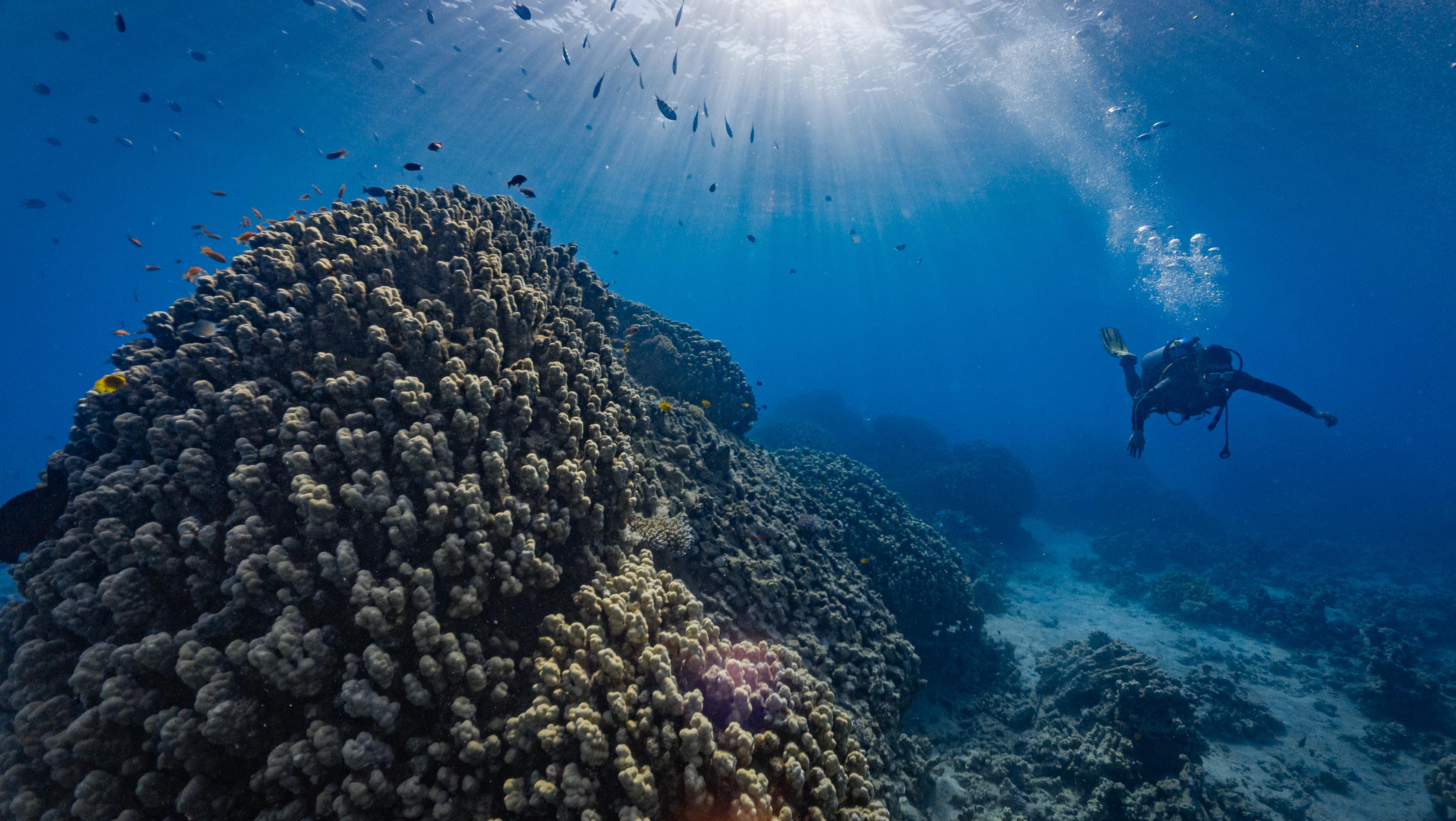Aqaba: Scuba Fun Dive or Try-Dive (with Transfers & Photos) 3
