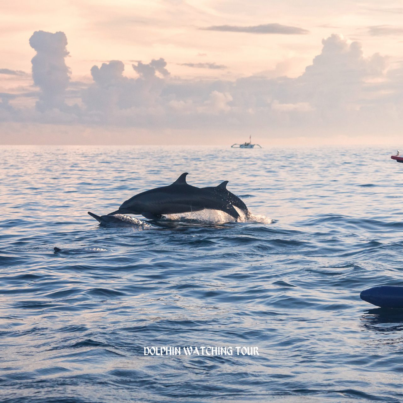 Dolphin Watching and Snorkeling Tour with Hotel Transfers 3