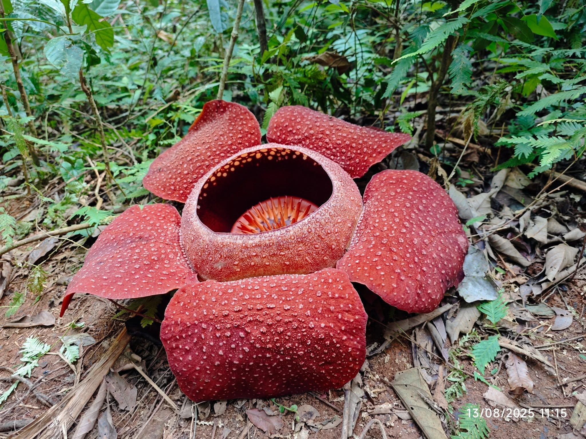 From Cameron Highlands: Rafflesia Trek with 4WD Transfer
