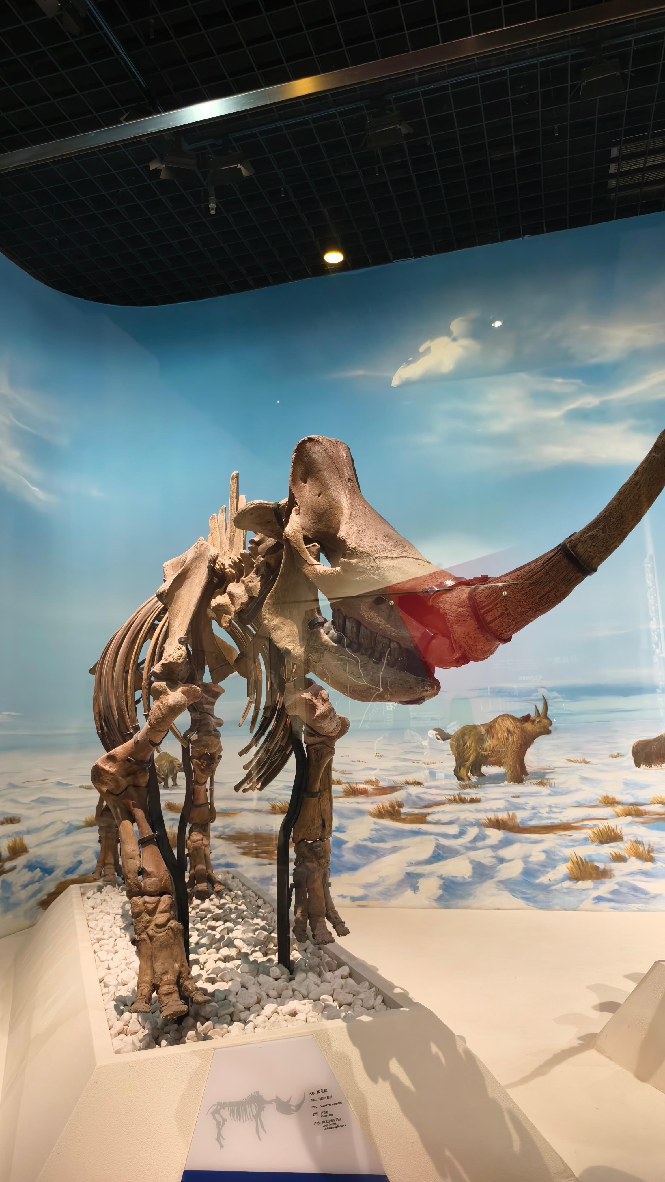 BeijingNatural History Museum Guided Tour & Entry Assistanc 3