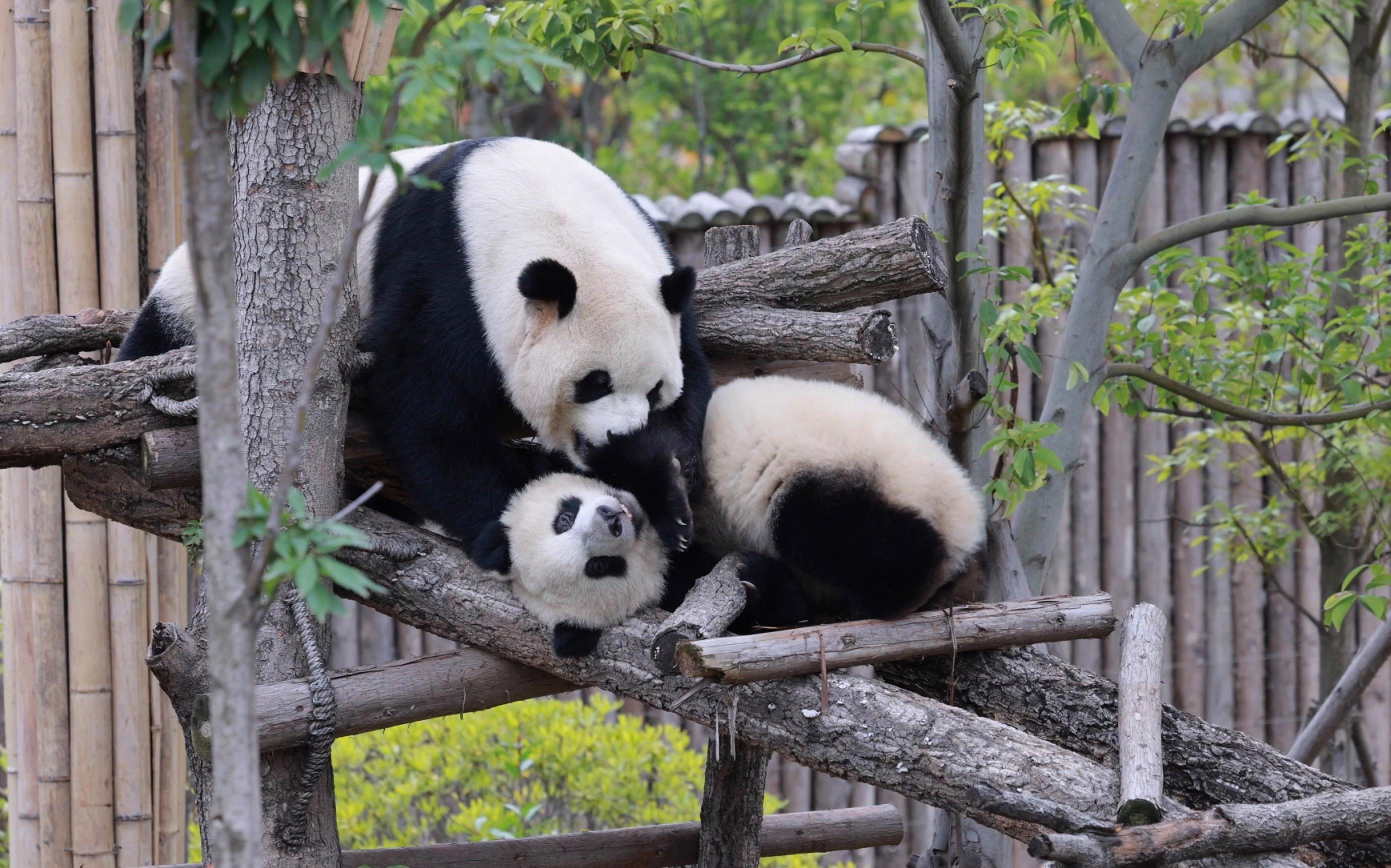 Panda House, Summer Palace, Old Hutongs & Temple of Heaven 3