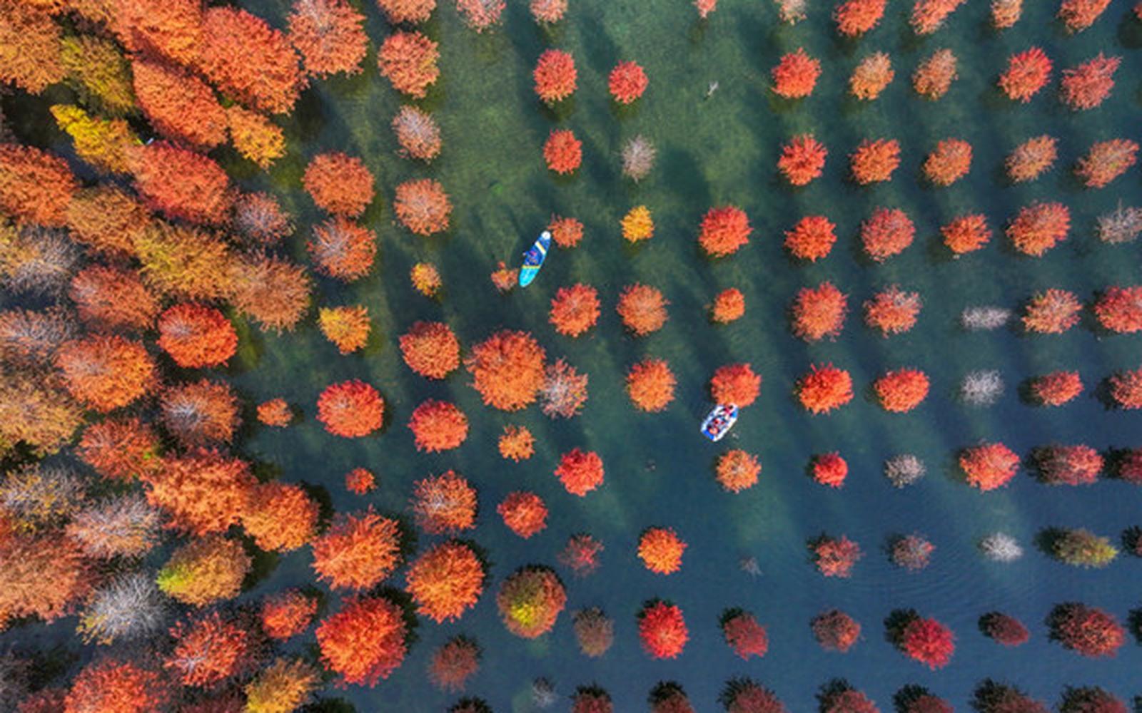 Shanghai: Taohuajie Water Forest Paddleboard Day Trip