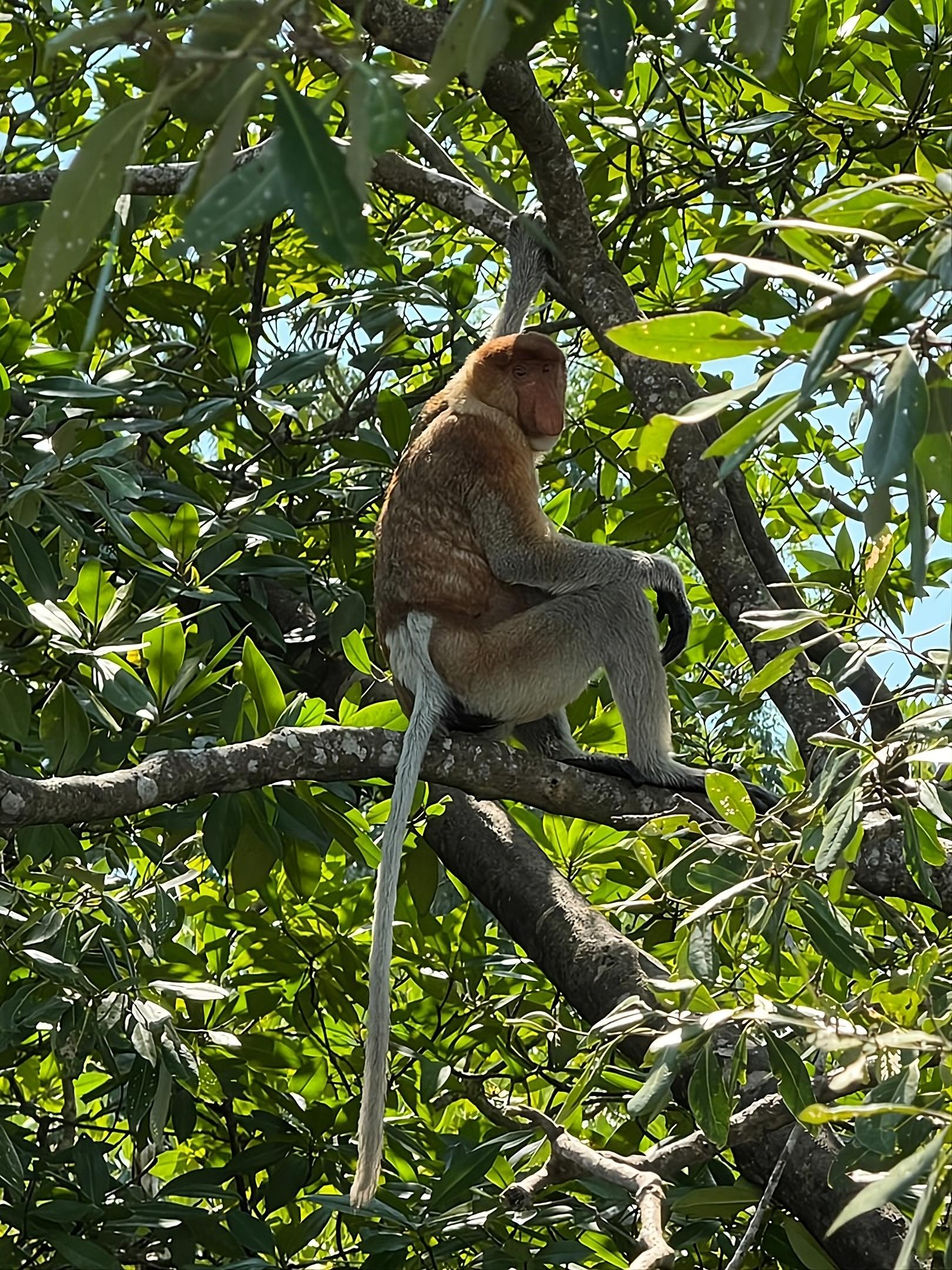 Kuching: Bako National Park 2-Day Wildlife Tour