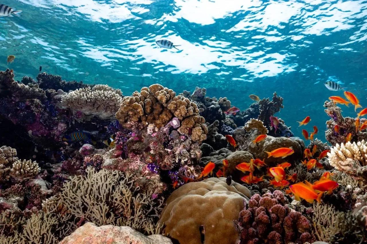 Jeddah: Discovery Dive with Underwater Photography 3