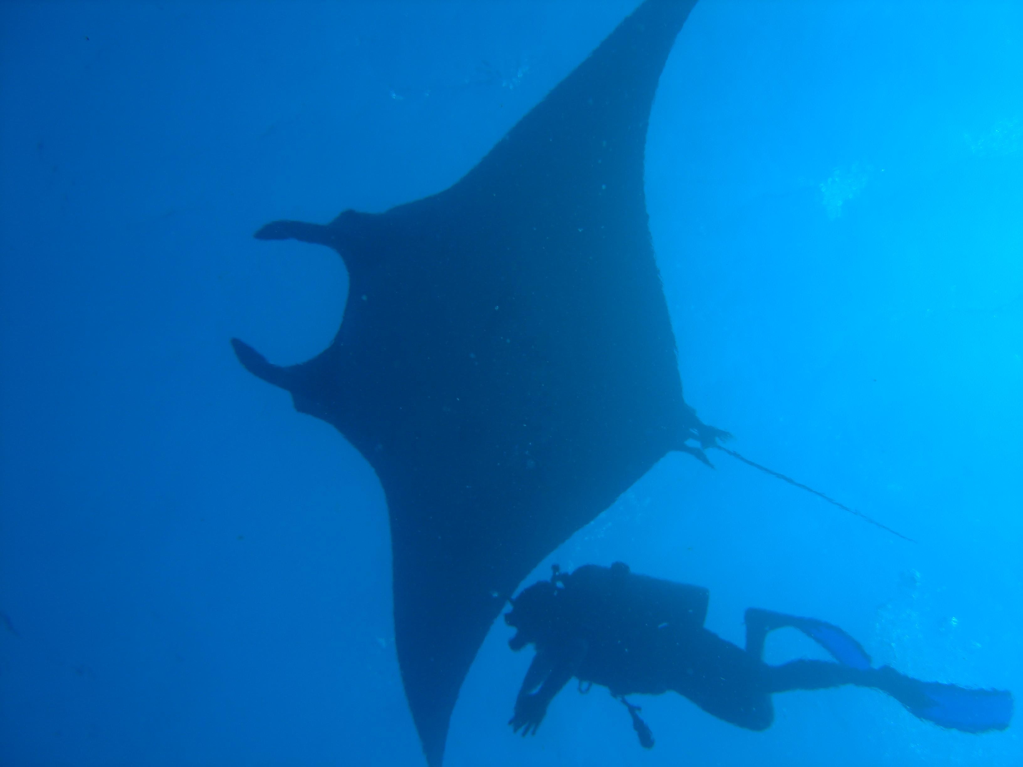 Dimaniyat Islands Scuba Diving Trip 3