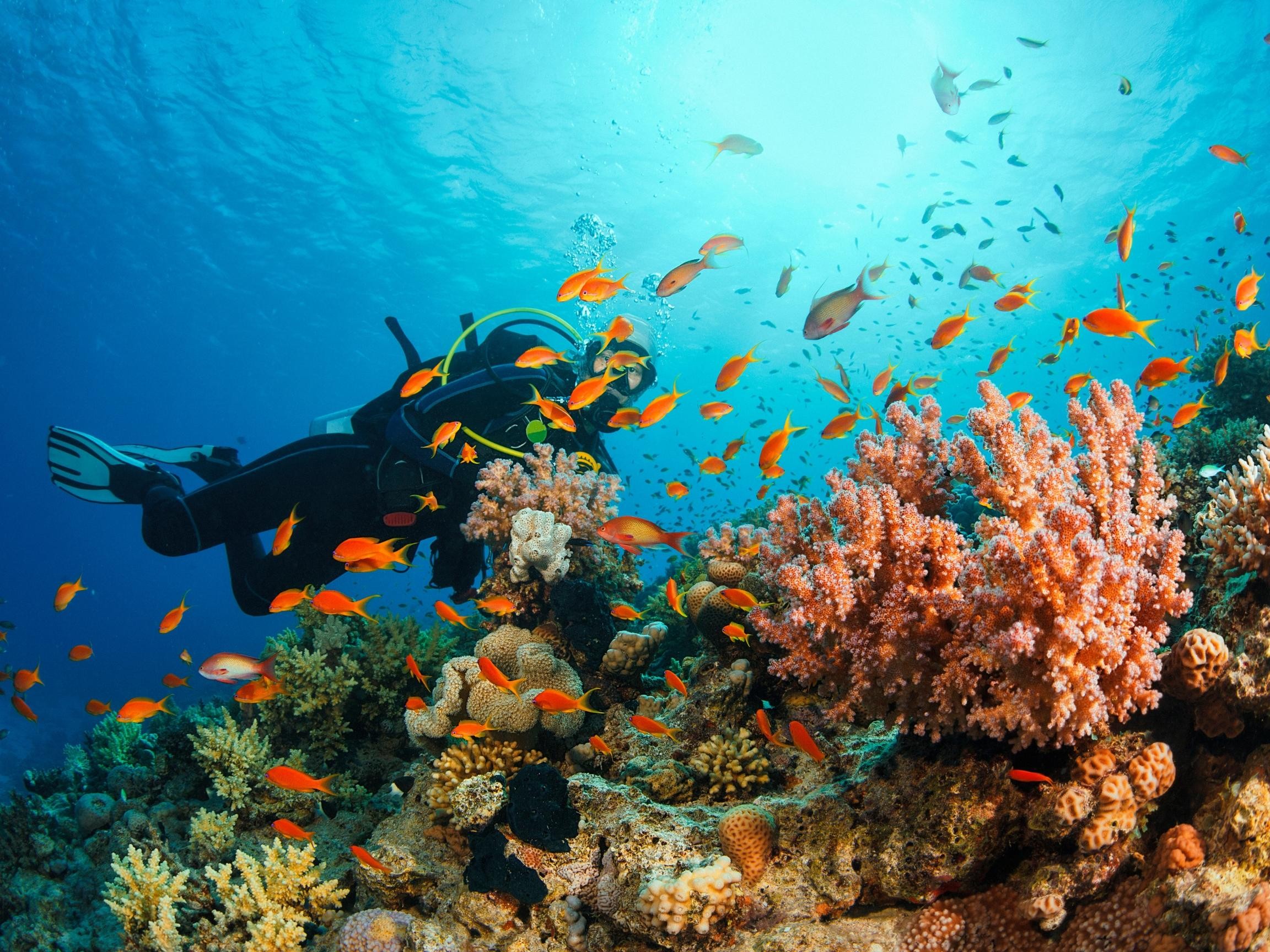 From Musandam: 6-Hours Diving Experience in Khasab 2