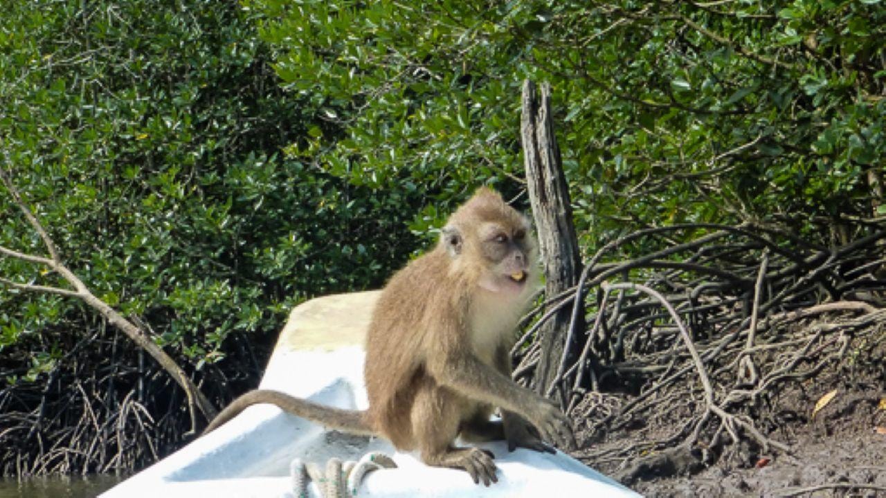 Langkawi: 4-Hour Private Mangrove Kilim Geoforest Boat Tour 3