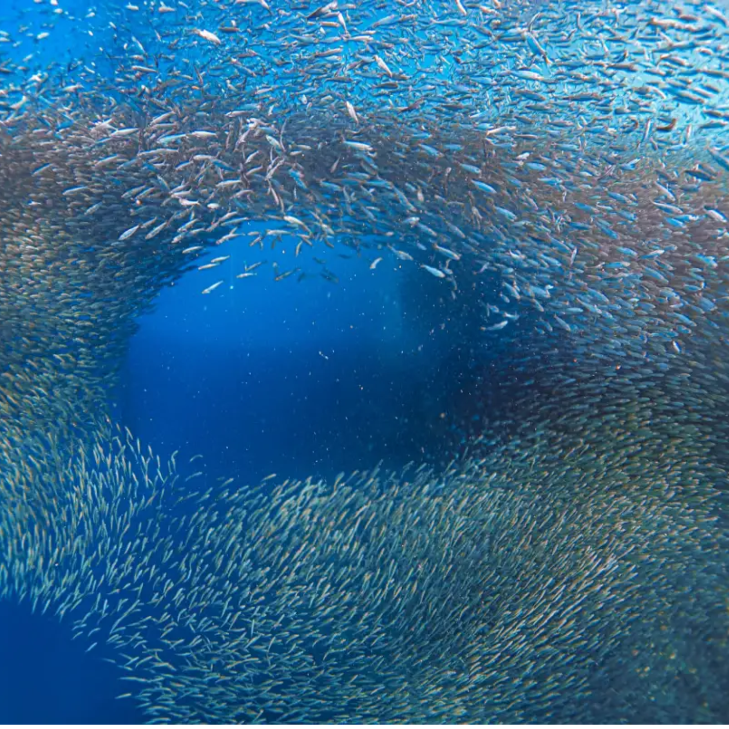 Cebu BEST: Sumilon, Whaleshark and Turtle Snorkeling Tour