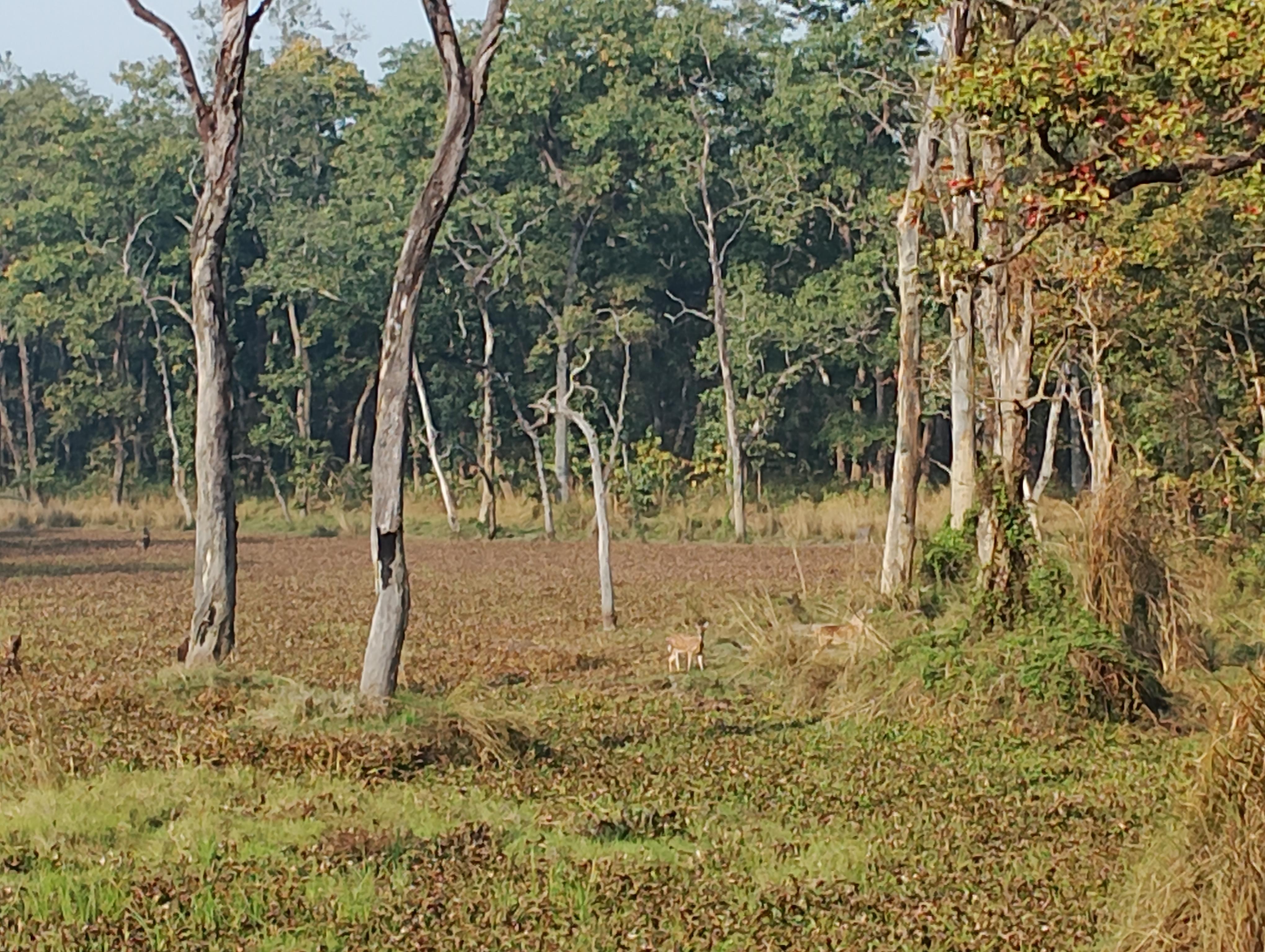 From Kathmandu or Pokhara: 4-Day Chitwan National Park Tour