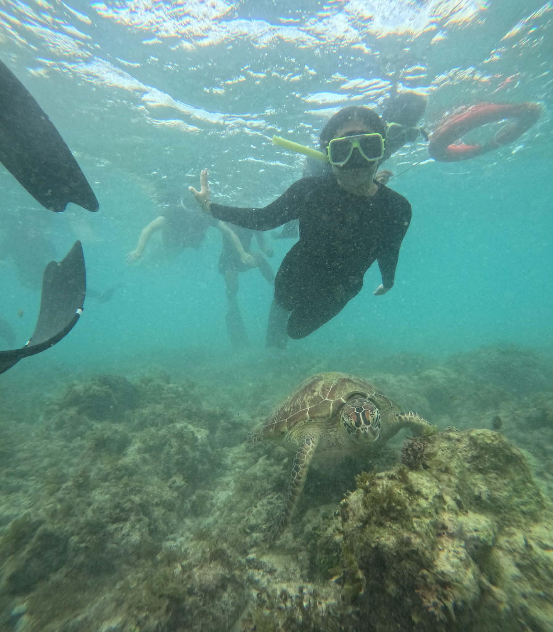 Moalboal Island: Snorkeling Tour with Sardine Run & Turtles 2