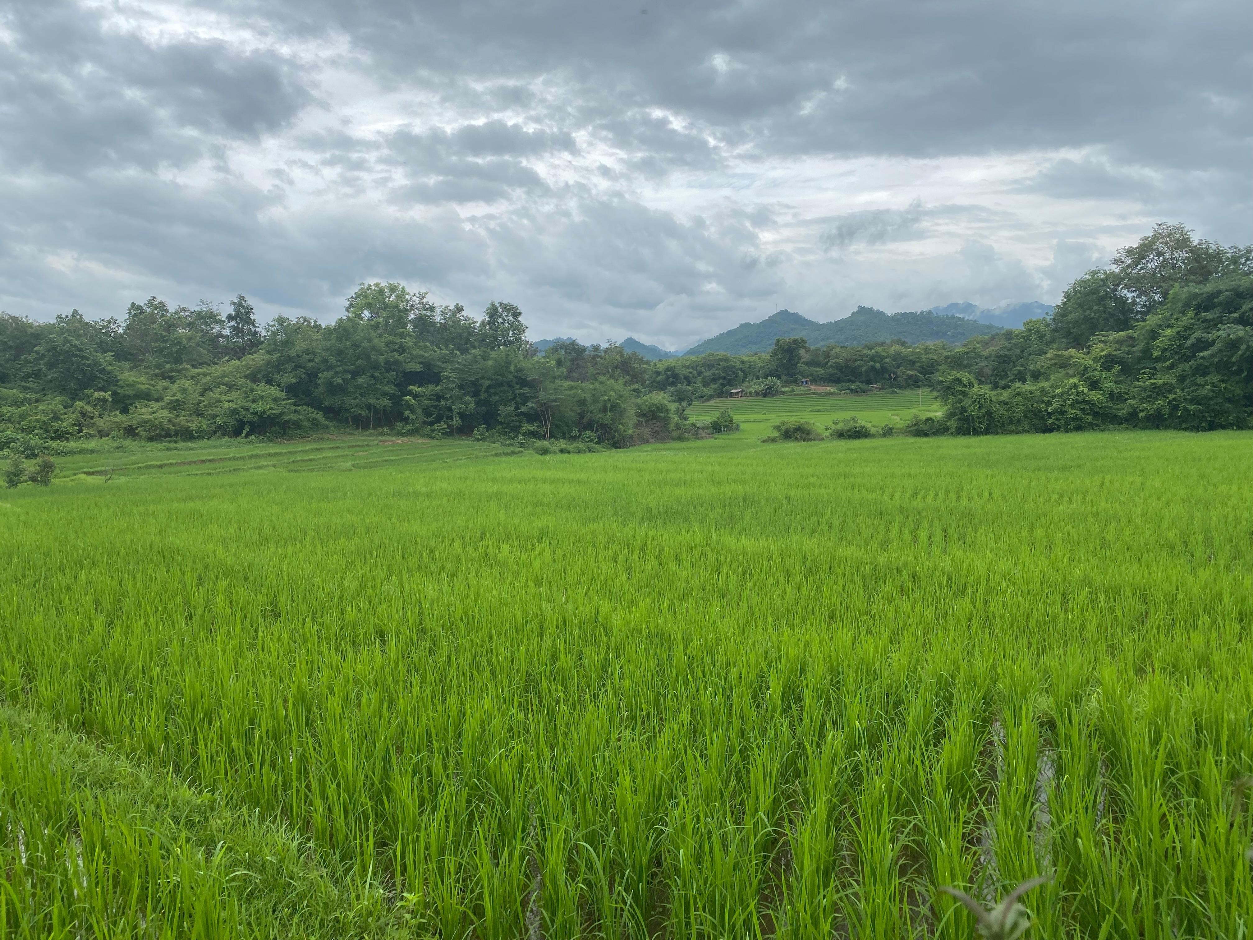 Luang Prabang: Rice Farm, Fishing & Picnic Experience