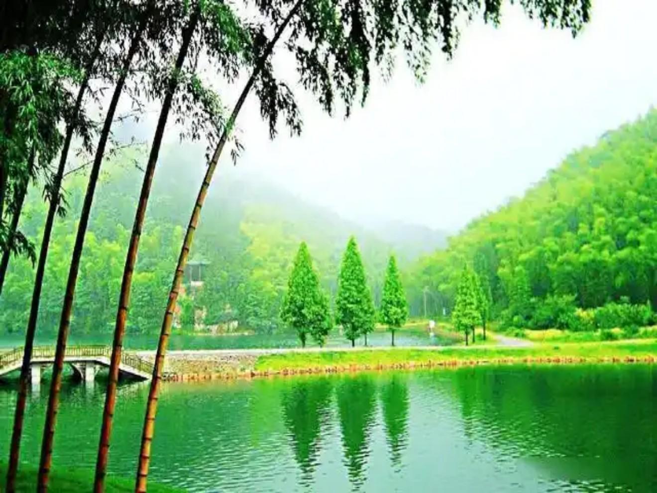 Shanghai: Crouching Tiger Bamboo Forest & White Tea Trip 3