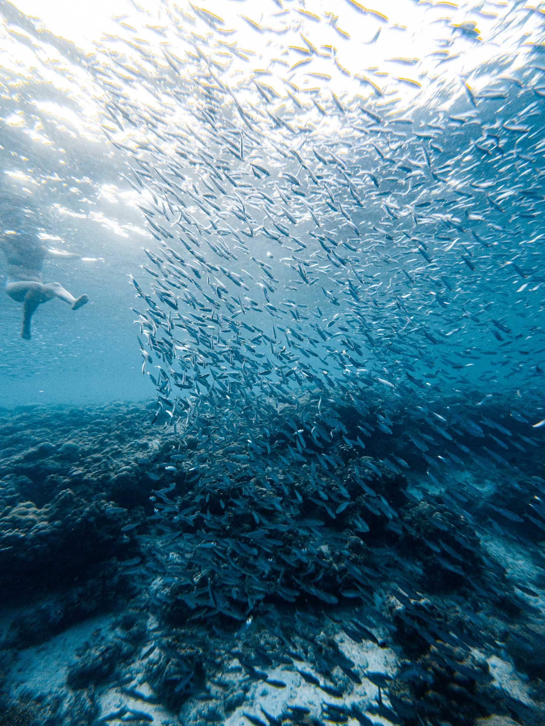 From Dumaguete: Whale Shark & Moalboal with Sardine Run 3