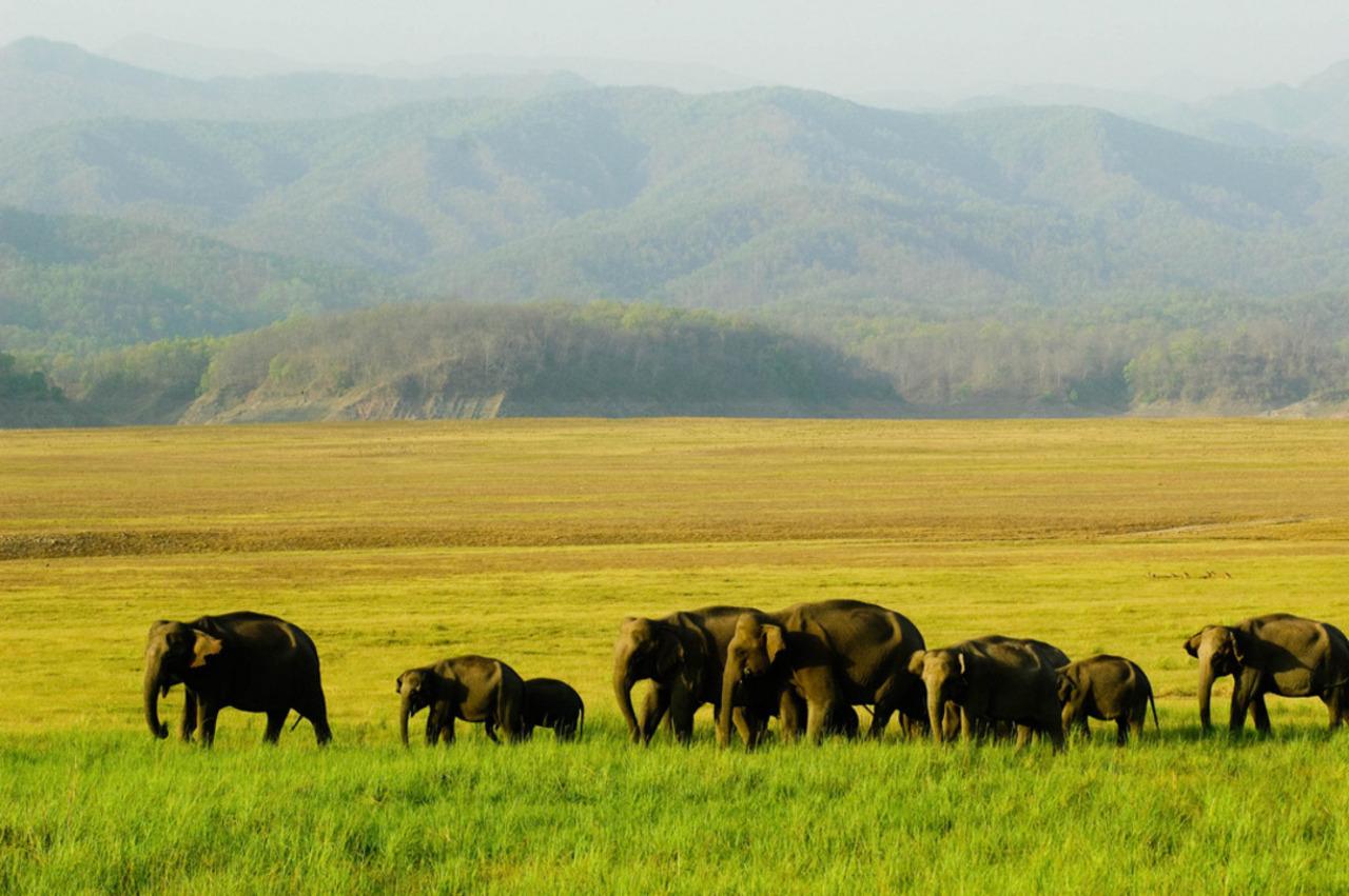 Delhi: Jim Corbett 2-Days National Park Tour with Transfers 3
