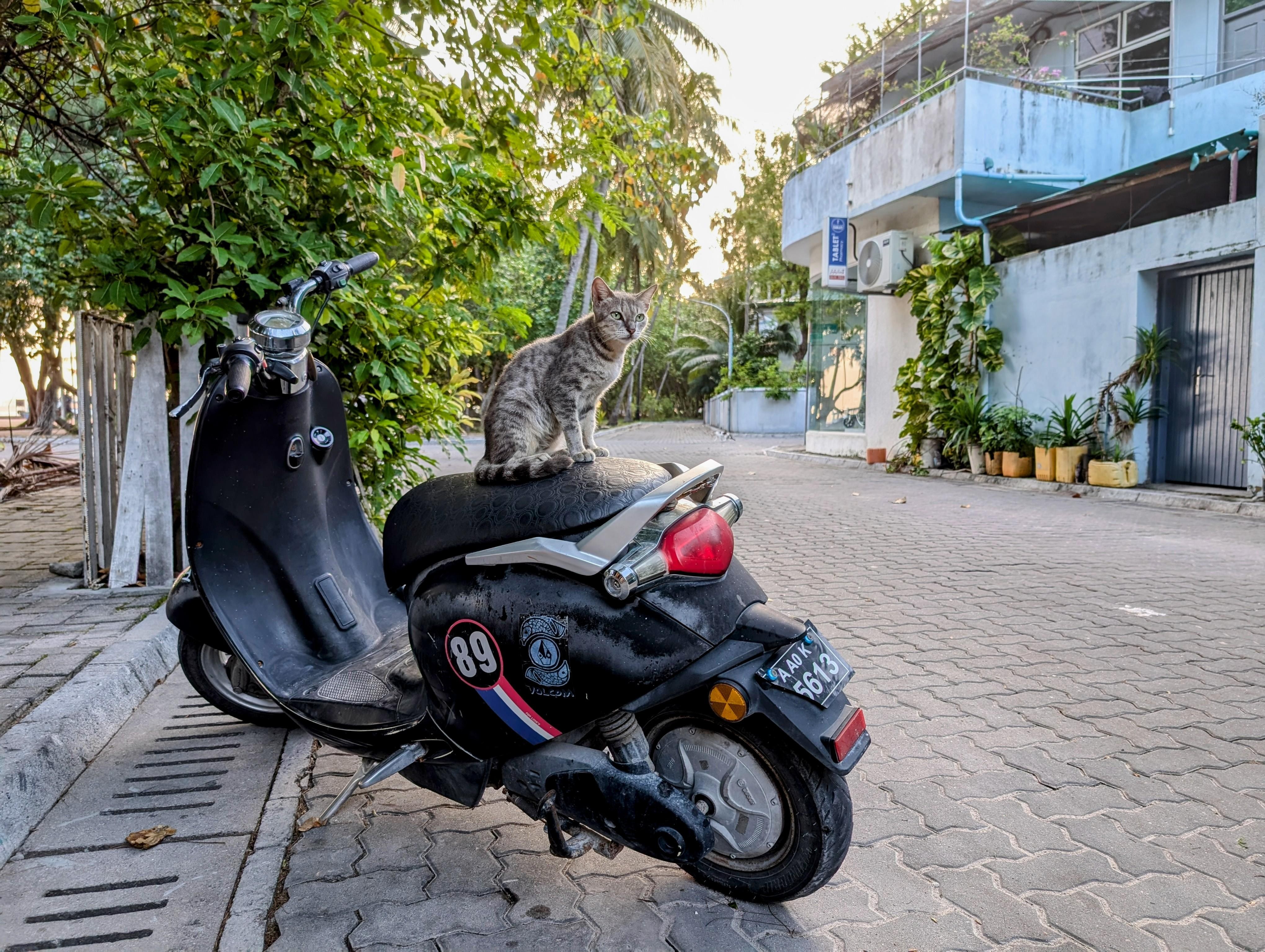 Malé: Visit a Local Cat Island with Guided Snorkeling 2