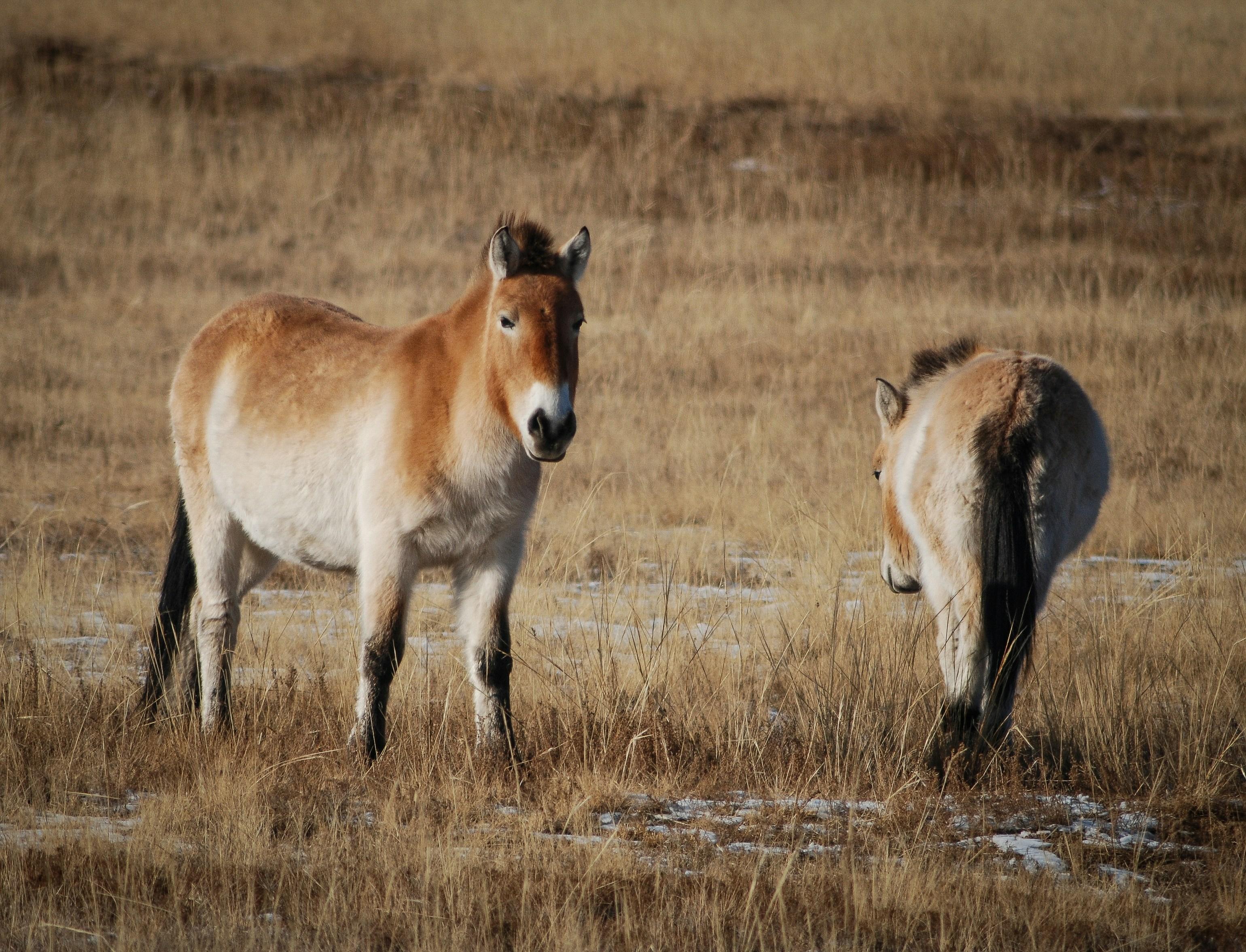 Hustai National Park Wild Horse Sunset Tour