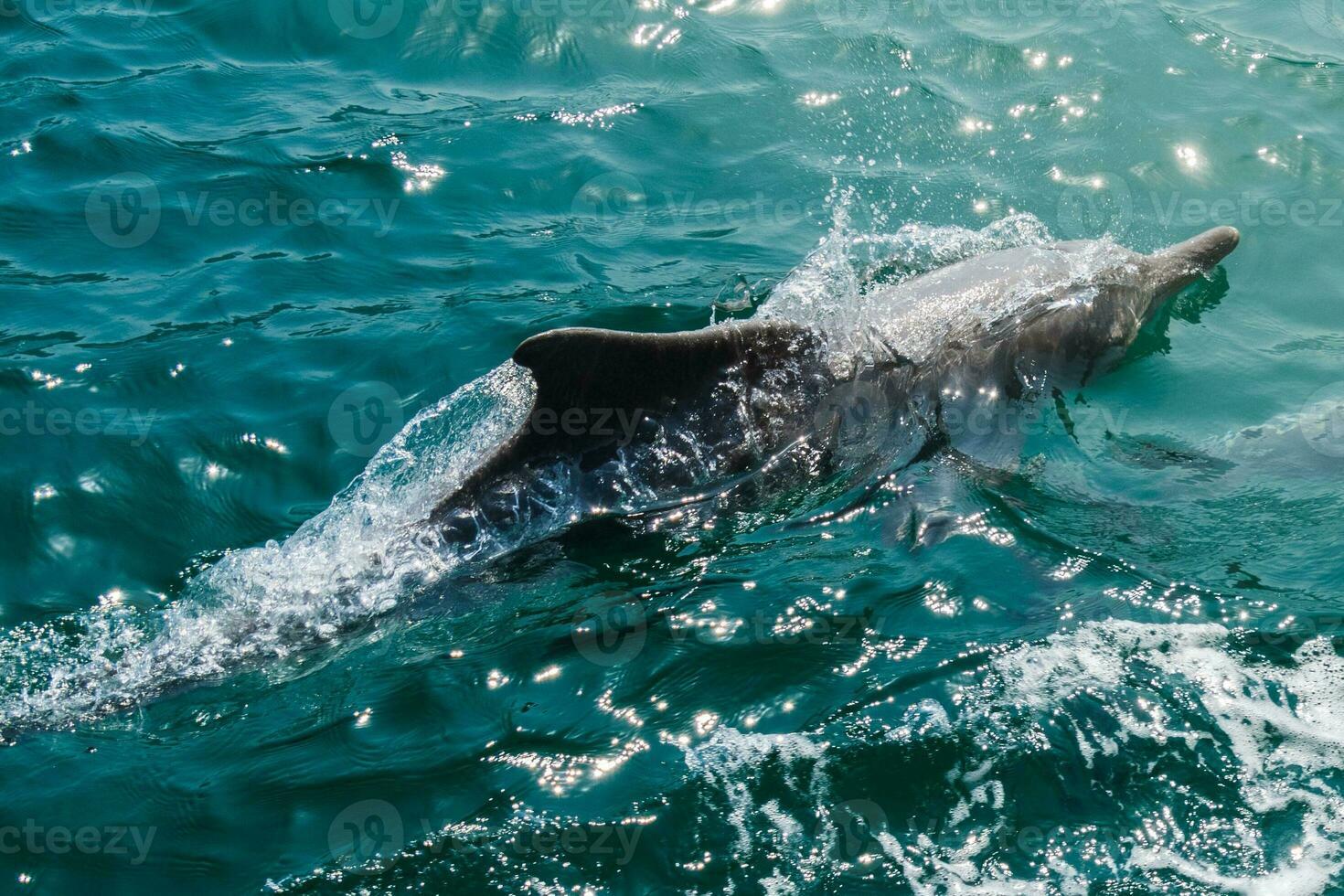 Muscat: Speedboat Tour for Dolphin & Seasonal Whale Watching 3