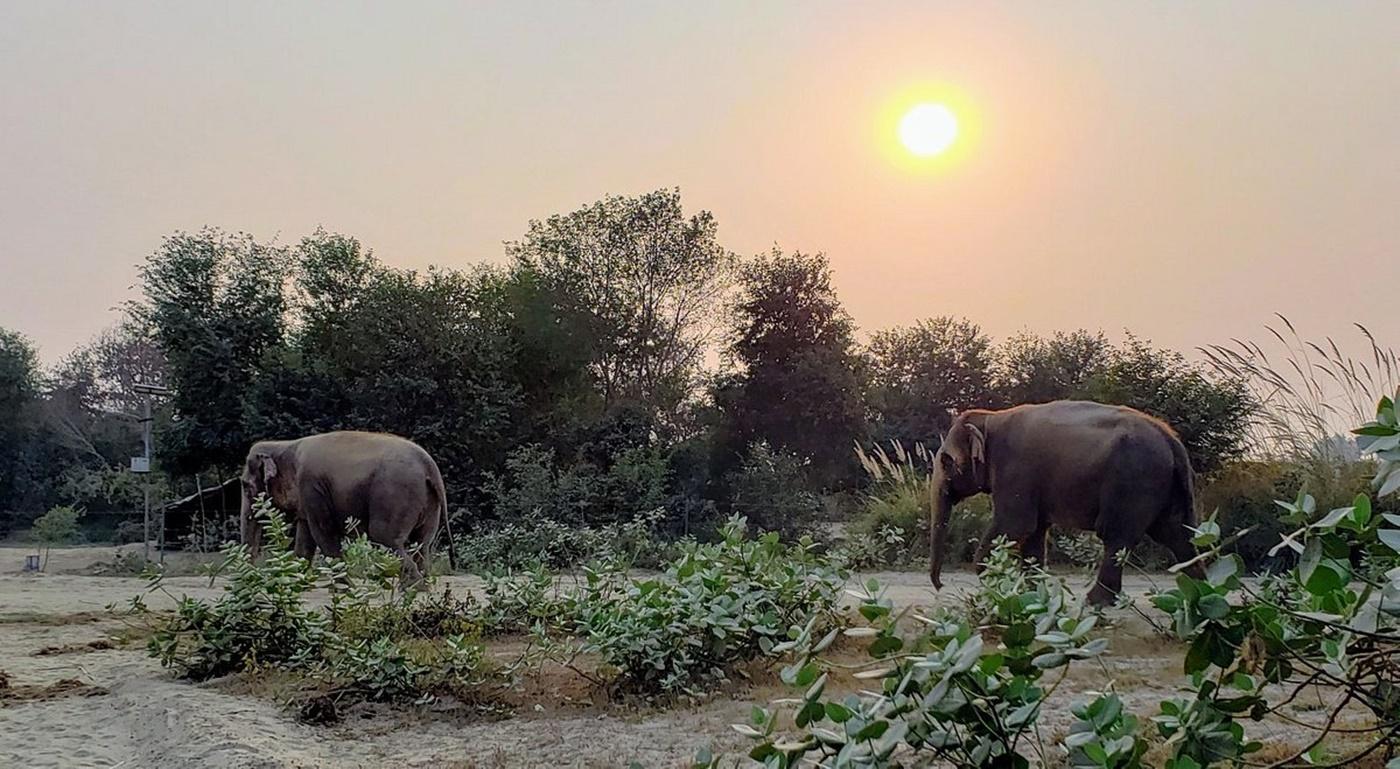 From Agra: Visit to Wildlife SOS Elephant Conservation Trip 2