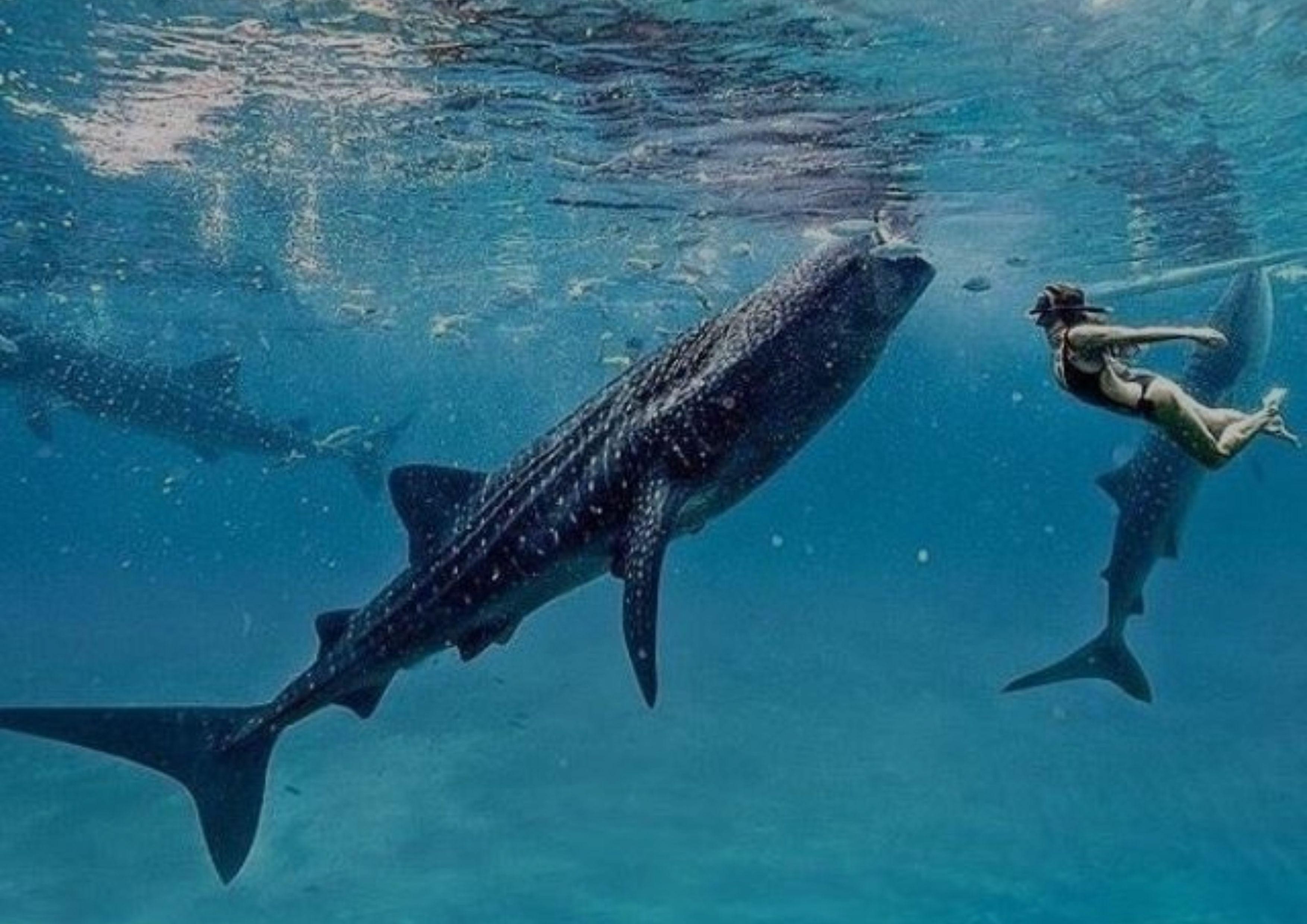 Cebu: Whale Shark Swim, Kawasan Falls, and Moalboal Tour 3