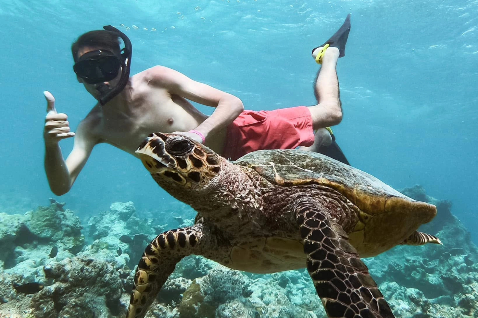 Malé: Snorkeling, Turtles & Dolphin Watching Tour