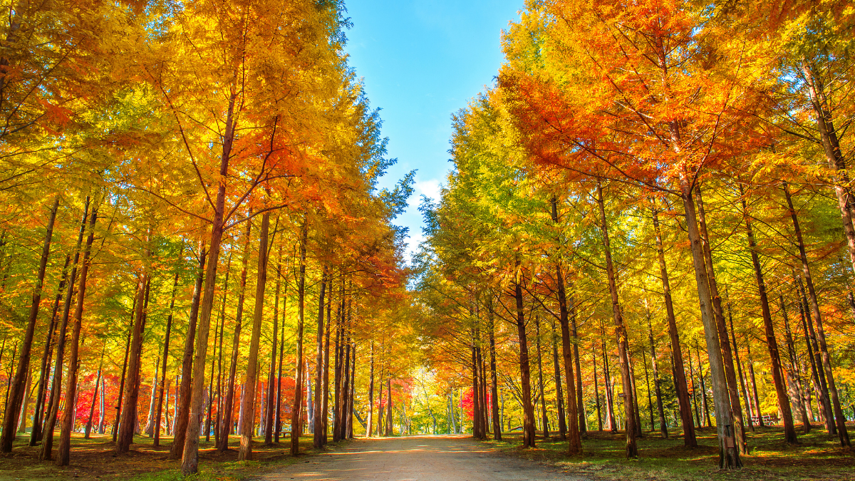 Seoul: Private Tour to Nami Island, Railbike, Garden 3