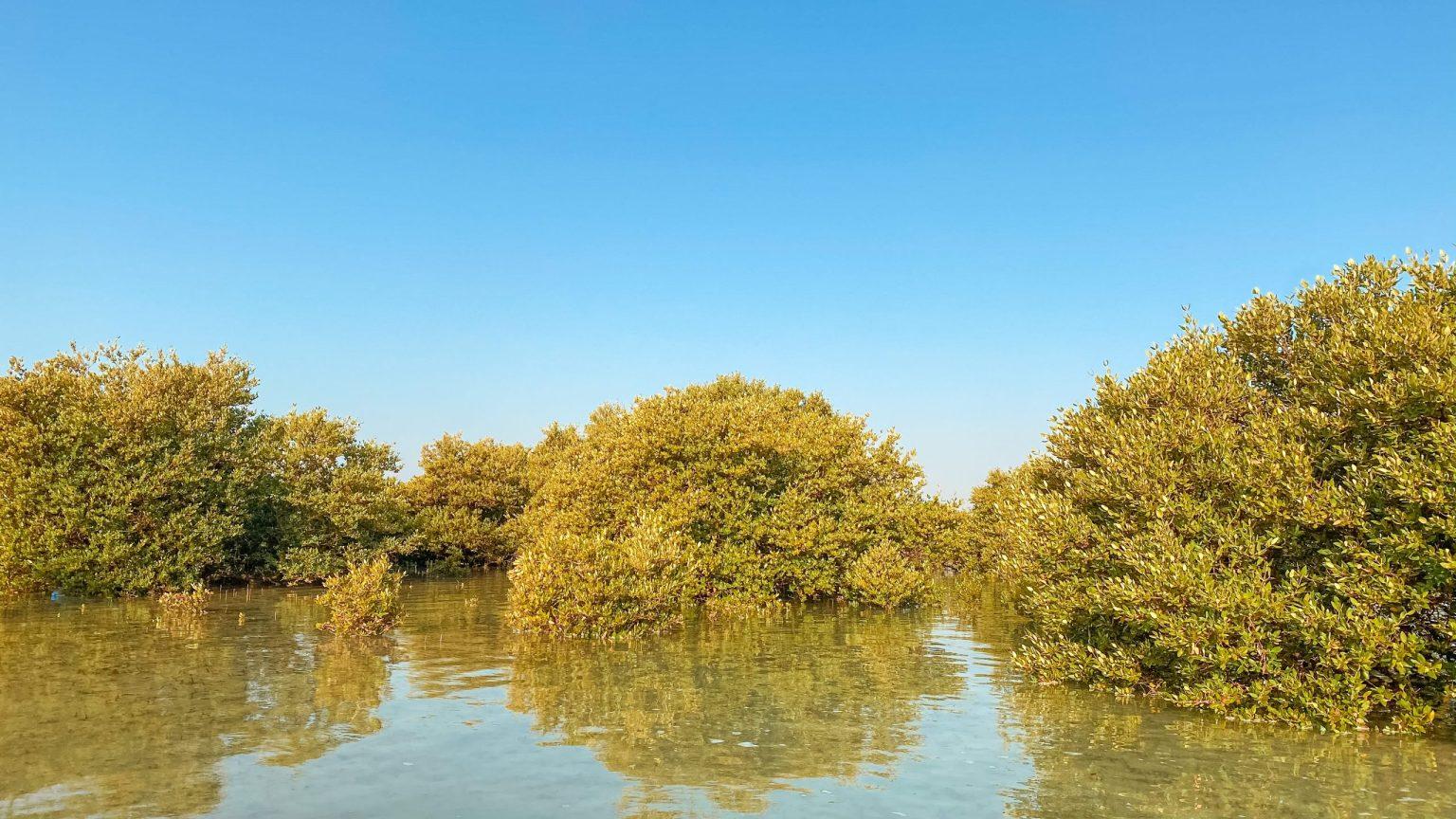 Qatar: North & West Tour of Zubara Fort, Mangroves & Zekreet 3