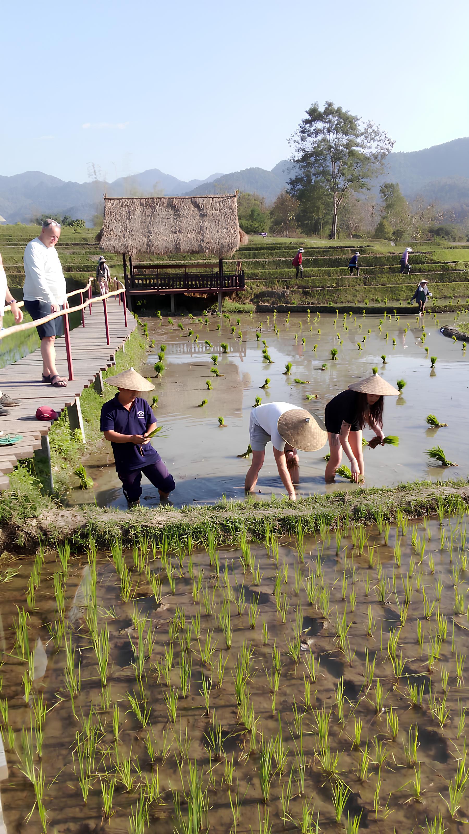 Kuang Si Waterfall & Rice Farm Experience with Sunset Cruise 2