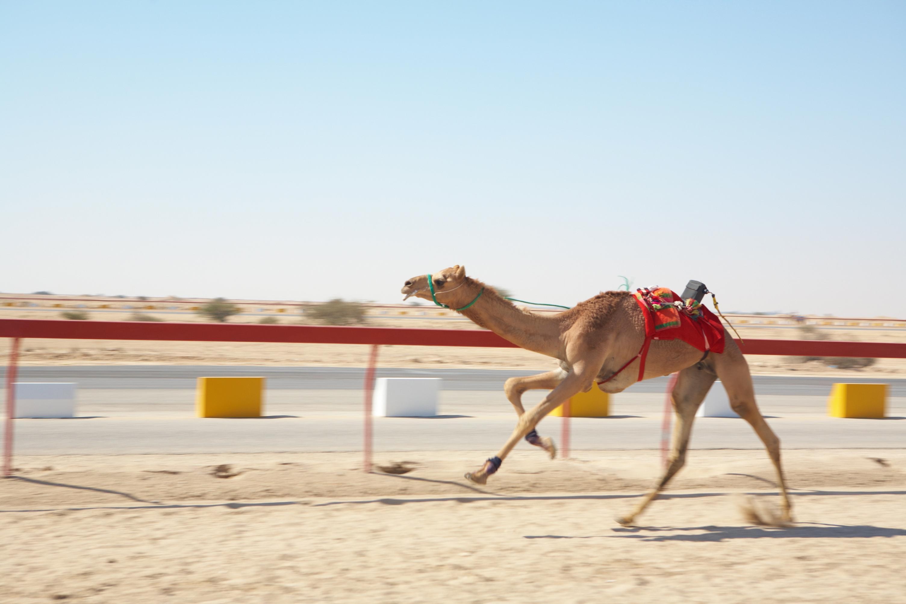 Doha : West Of Qatar Tour With Pickup & Drop-Off 3