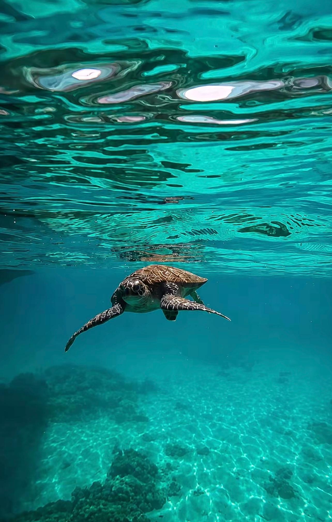 From Muscat: Daymaniyat Islands Turtle-Spotting Snorkel Tour