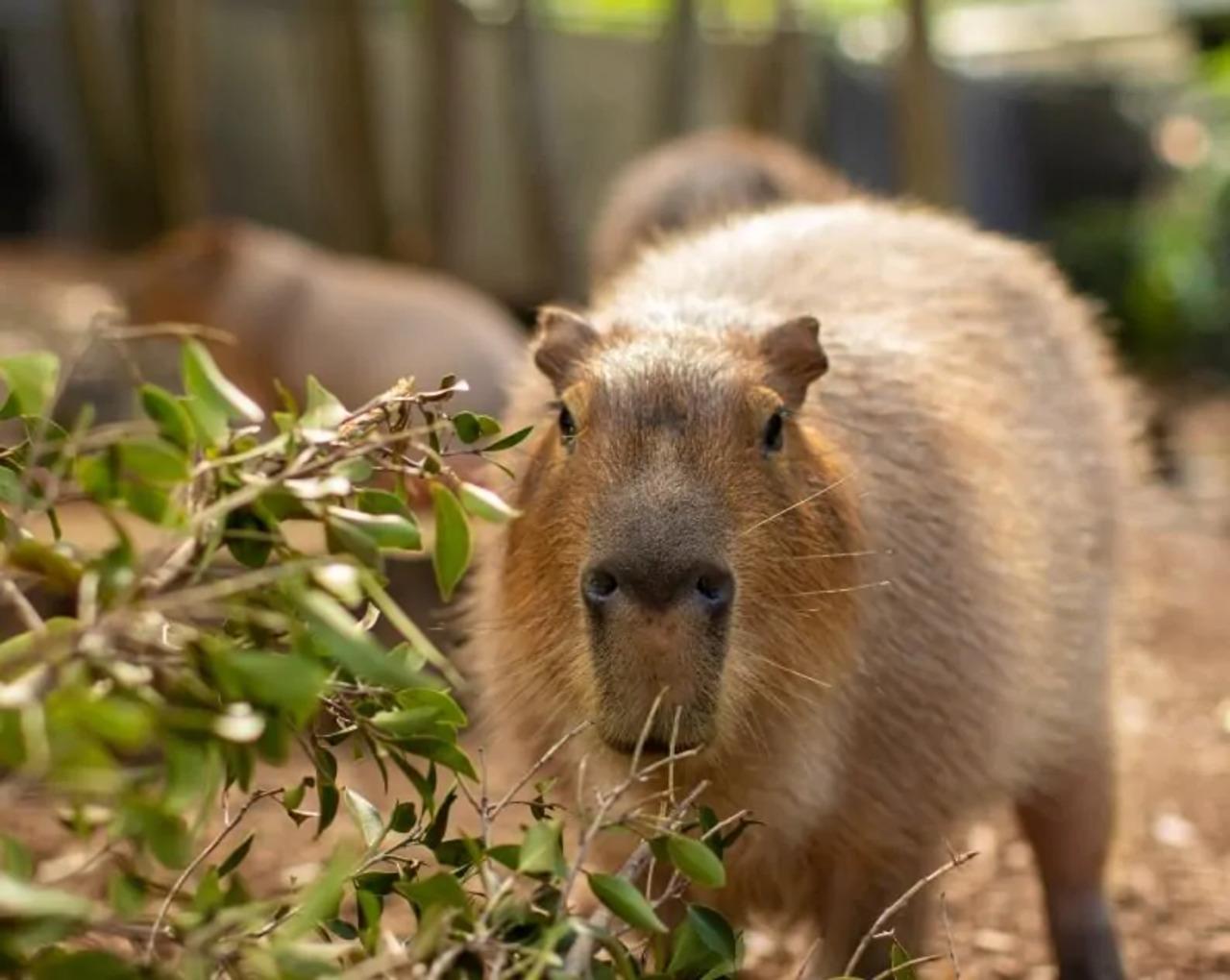 From Baku: Half-Day Family Tour to Capybara & Alpaca Farms