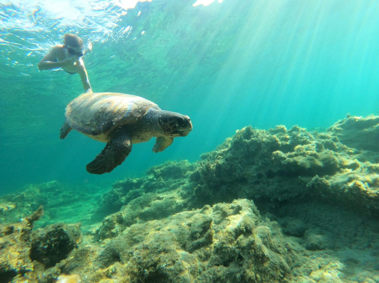 Salalah: Discover Mirbat's Snorkeling Paradise Guided Tour 2