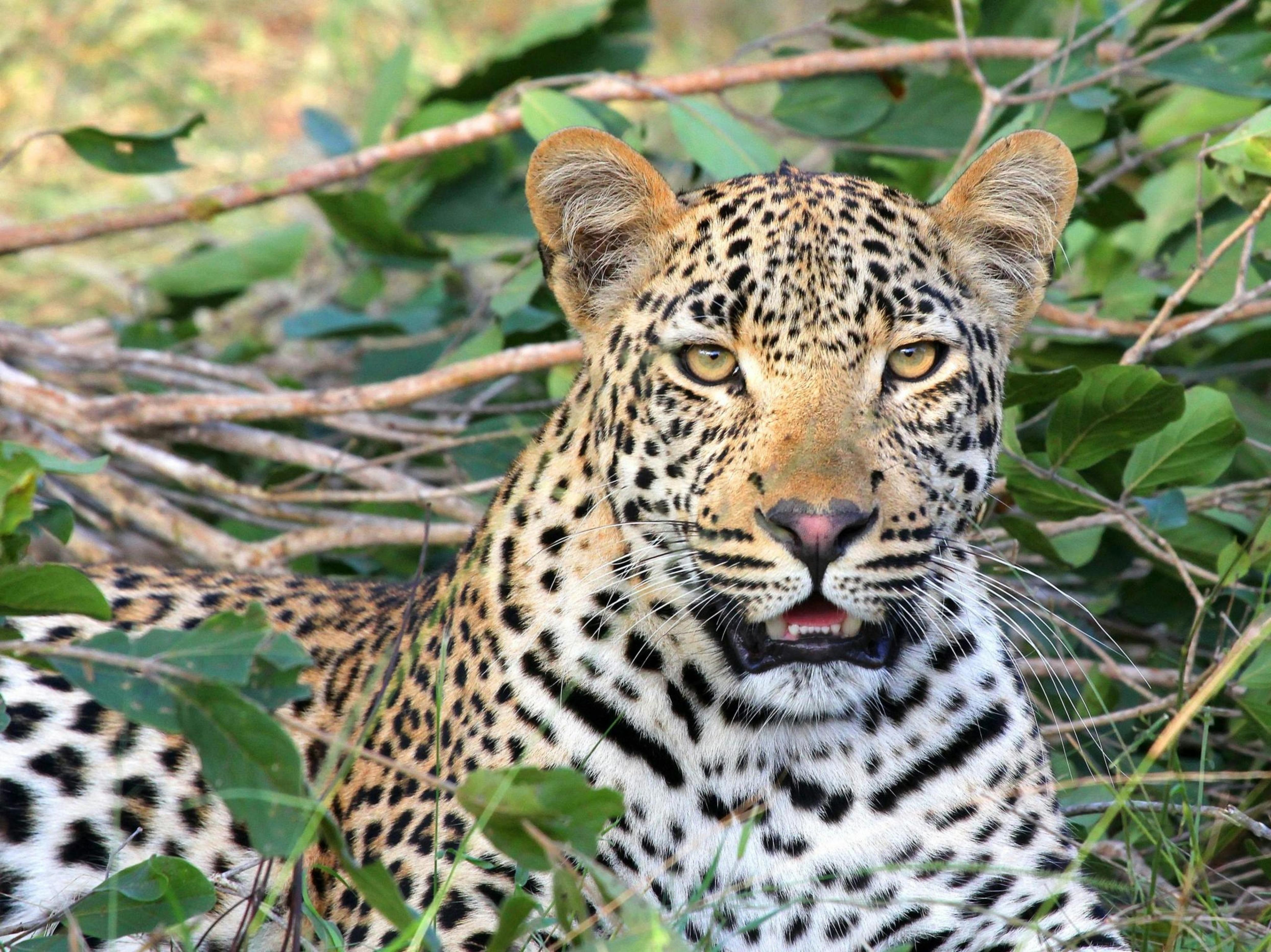 Jaipur: Jhalana leopard safari tour with hotel pickup & drop 2