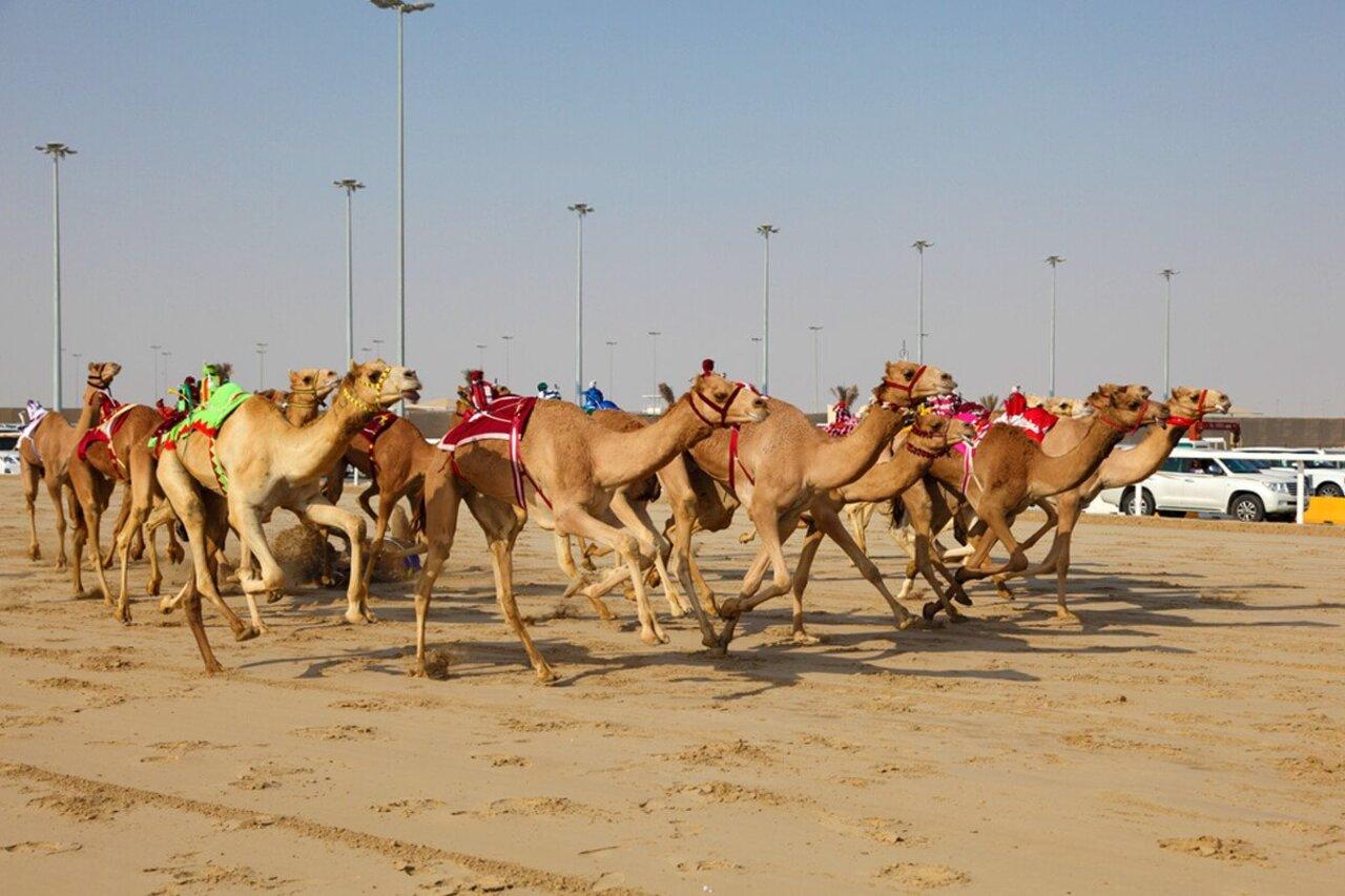 Doha: Richard Serra Sculpture,Mushroom Hill,Camel Race Track 3
