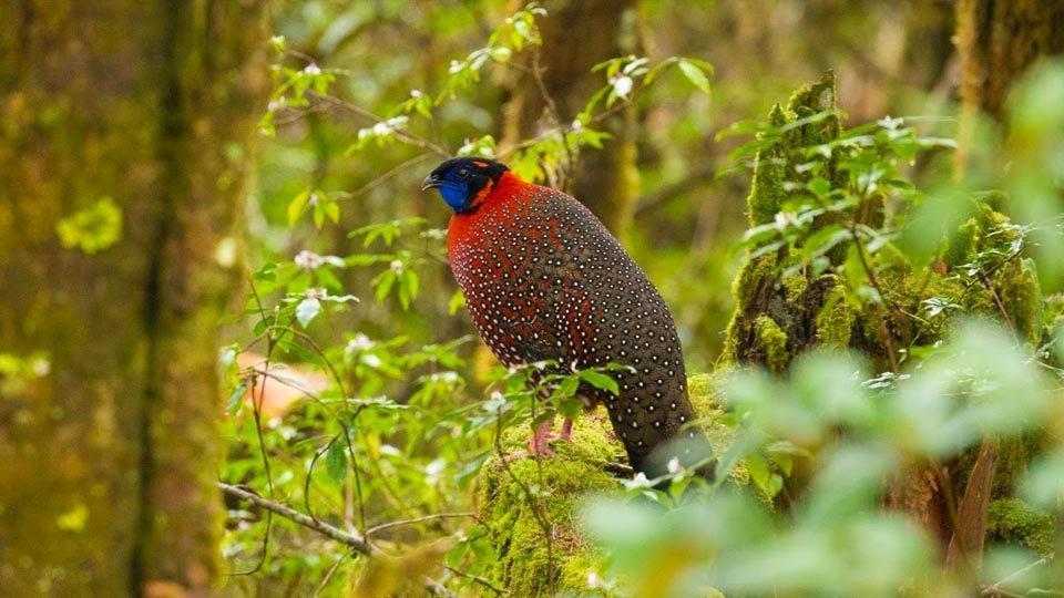 Bhutan Birdwatching Discovery: Forests, Valleys & Wetlands 3