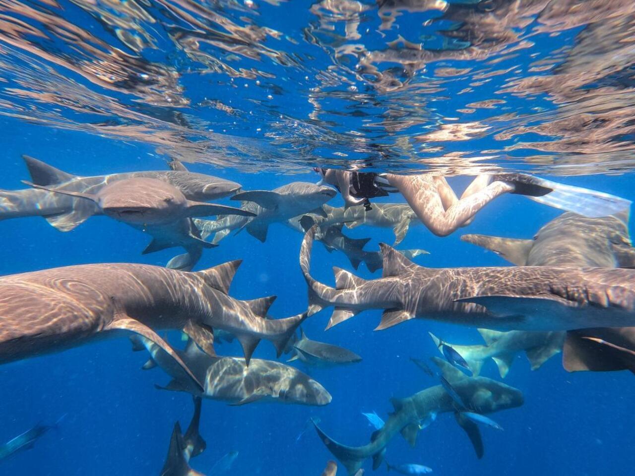 Maldives: Swim with the Giants Multi-Day Island-Hopping 2