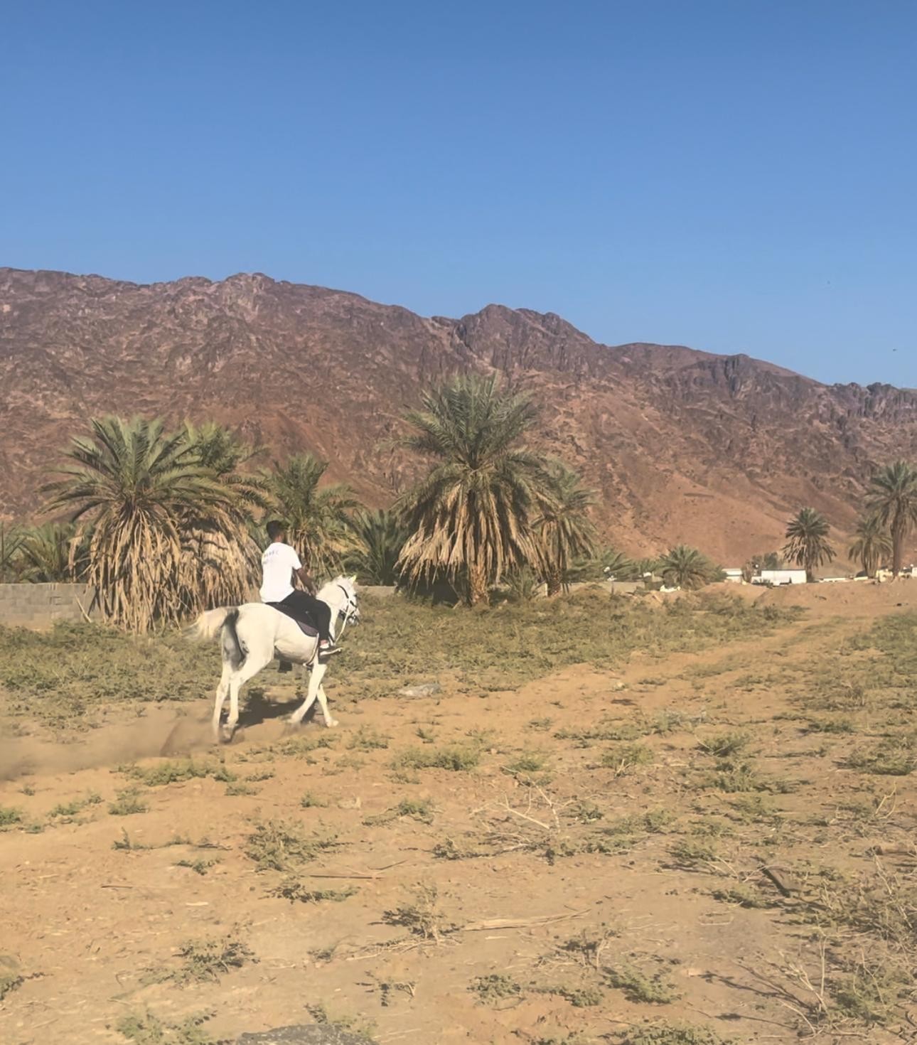 Madinah, The Prophet's City: Horseback Ride for All Levels
