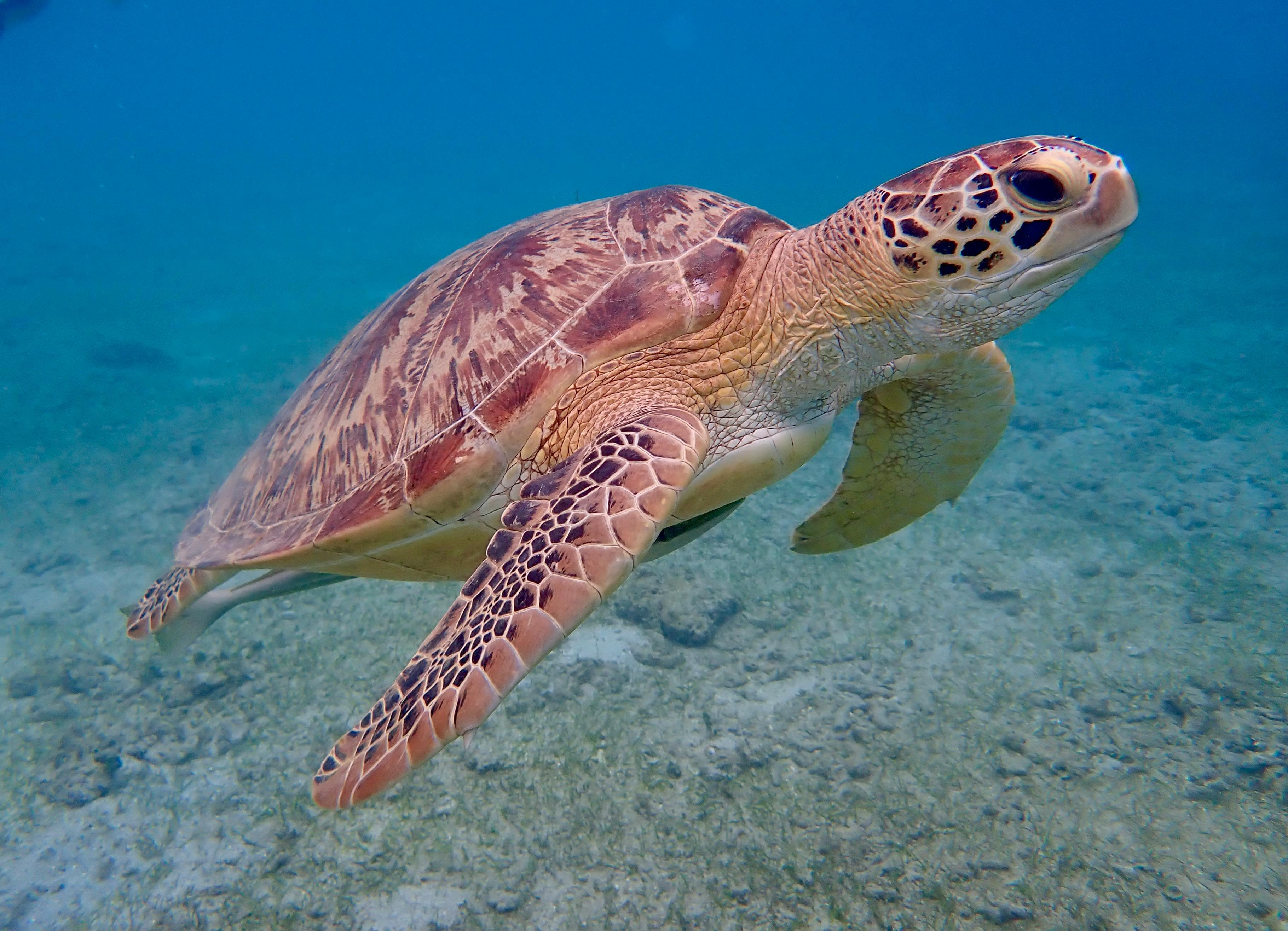 Muscat: Daymaniyat Islands Private Snorkel & Kayak Tour 3
