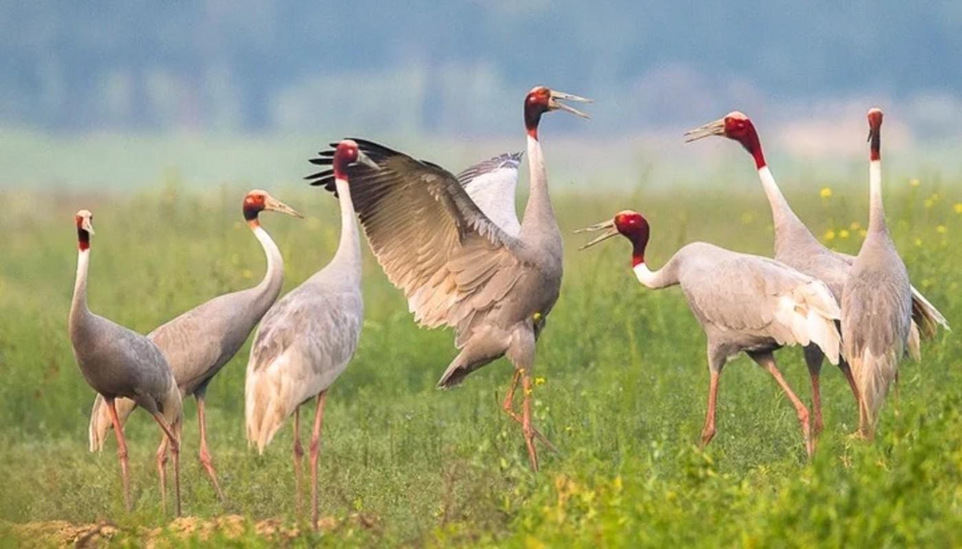 Lumbini: Crane Spotting/ Watching Tour
