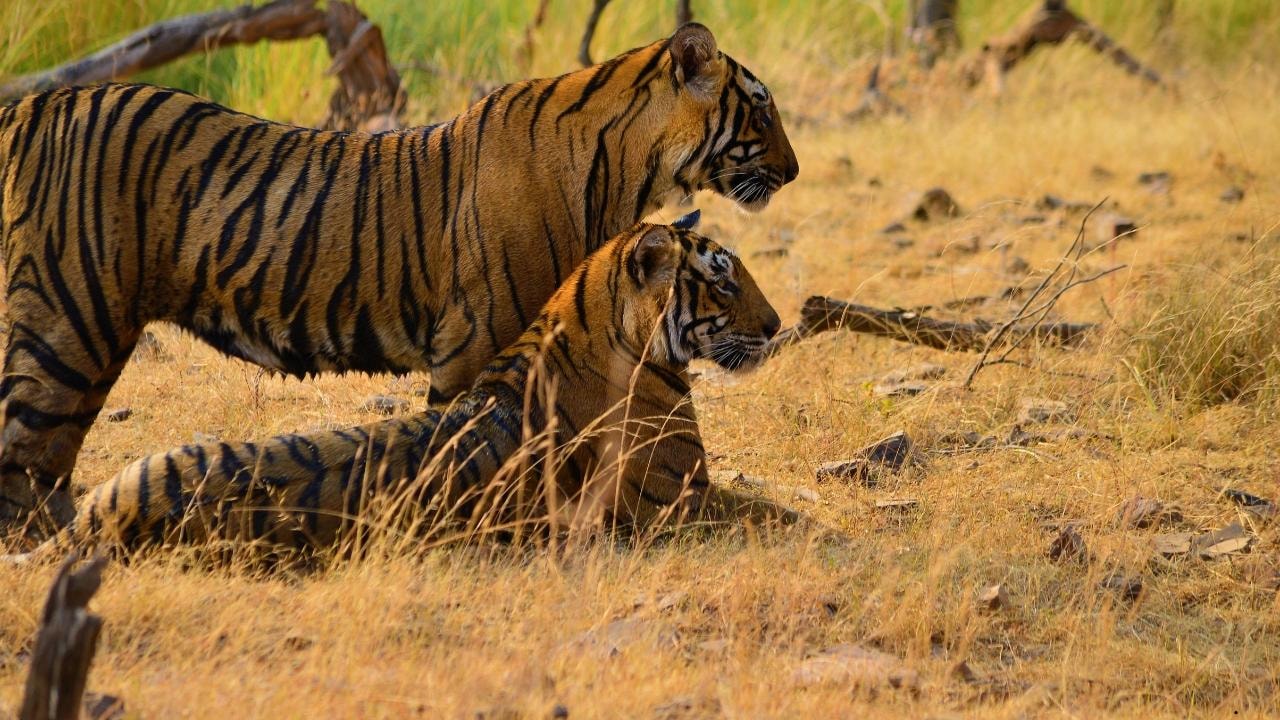 Jaipur: Sariska Tiger Reserve 1-Night Safari & Transfer