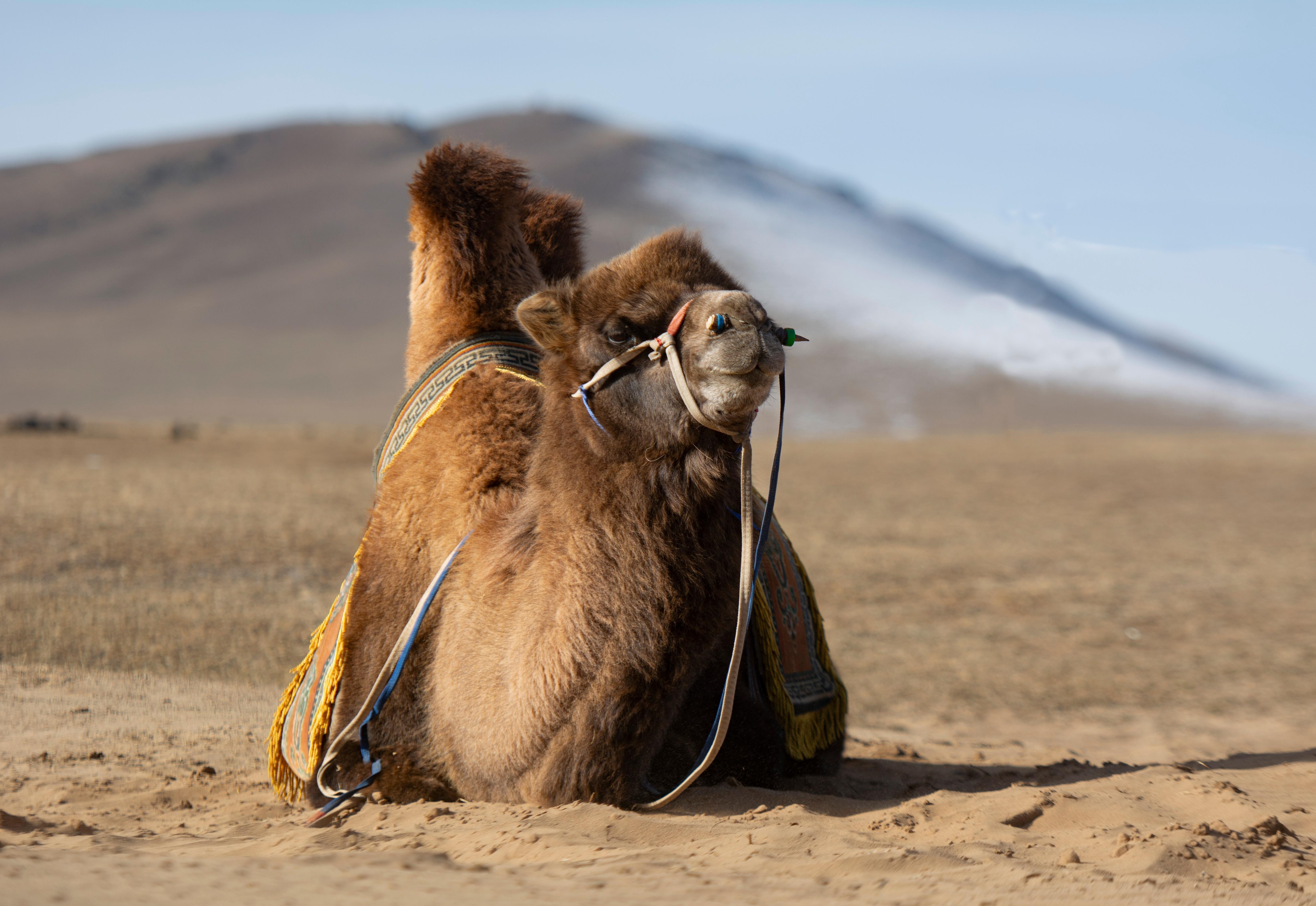 4-Day Authentic Nomadic Family Homestay near the Mini Gobi 2