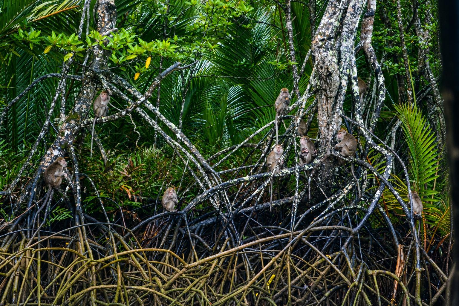 Sabah: Klias River Cruise Day Trip 3