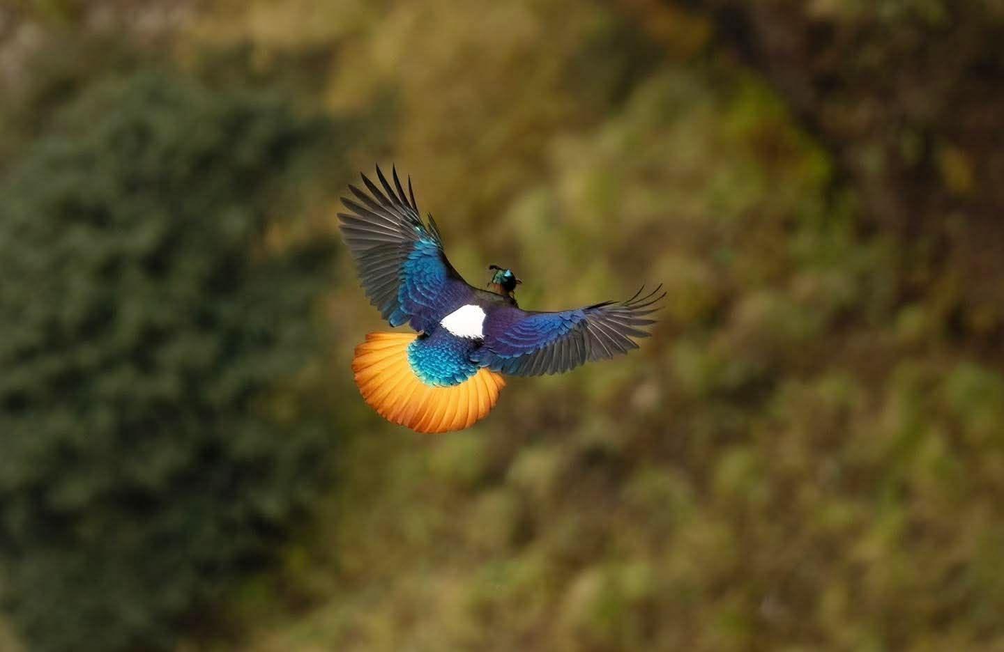From Kathmandu: Private Dawn Birding Tour to Phulchowki Hill