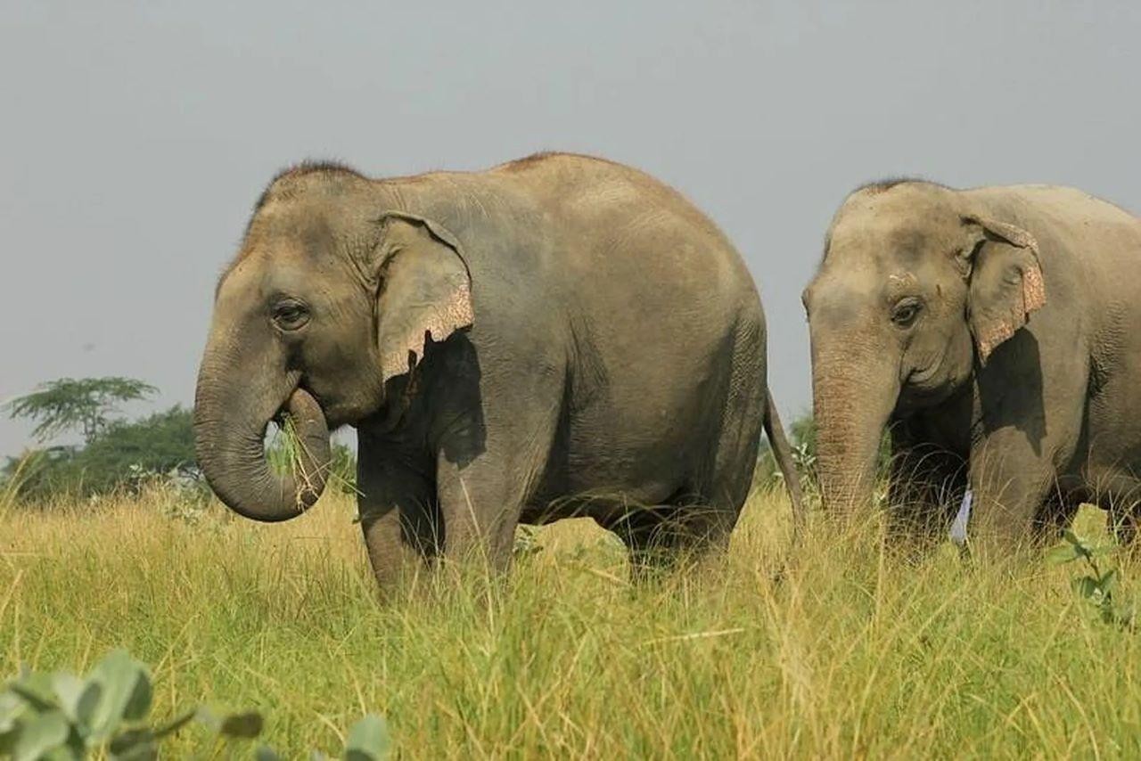 Wildlife SOS Elephant Sanctuary & Taj Mahal Tour from Delhi 3