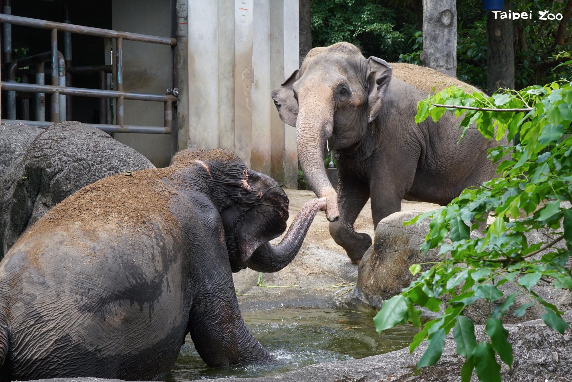 Taipei Family-Friendly Tour (Taipei Zoo & TCAP Day Trip) 3