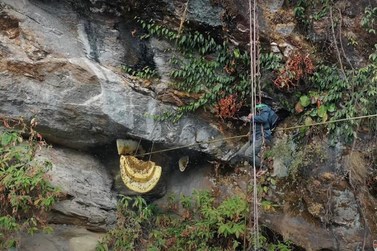 Nepal: 4-Day Mad Honey Hunting Tour with Gurung Hunters