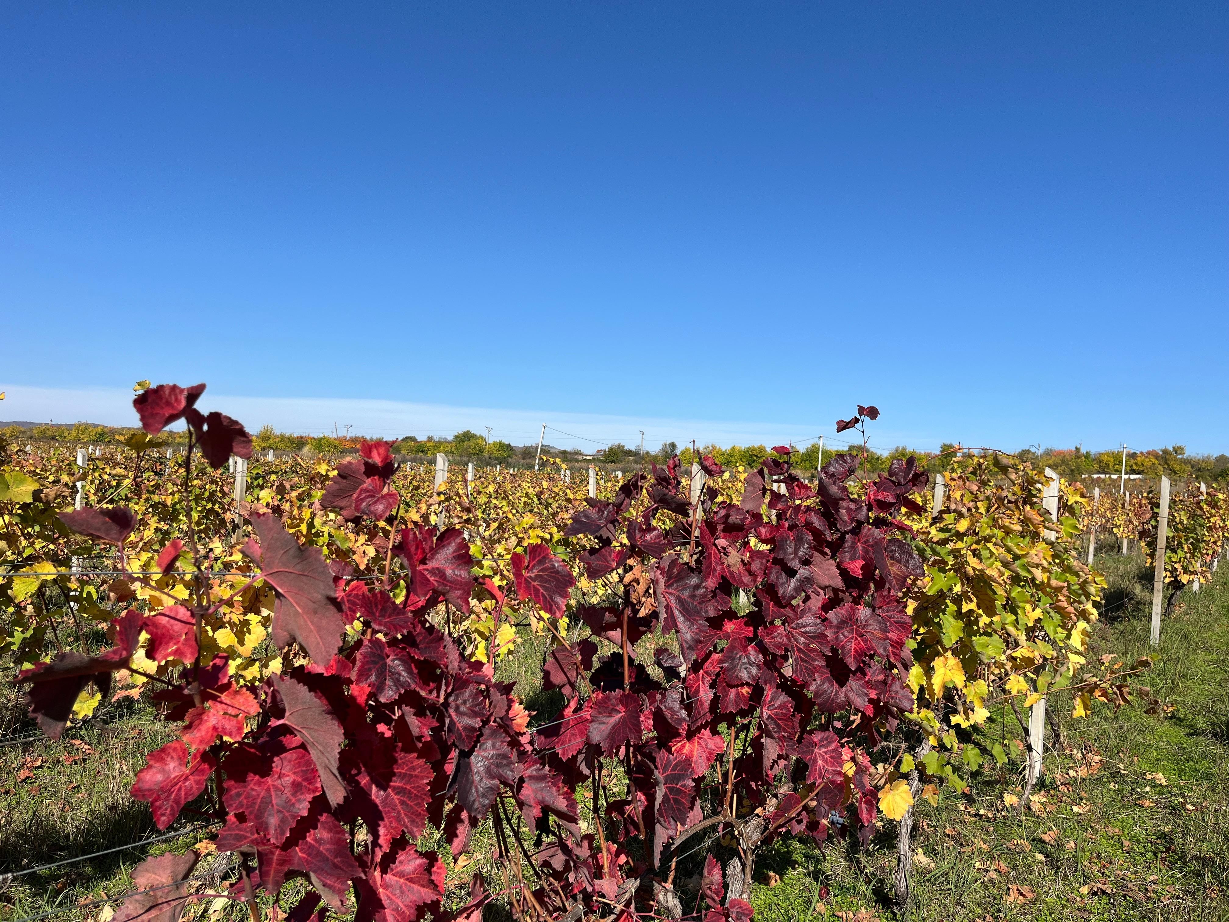 Authentic Kakheti Wine Tour: Tasting & Sighnaghi Wine Tunnel 2