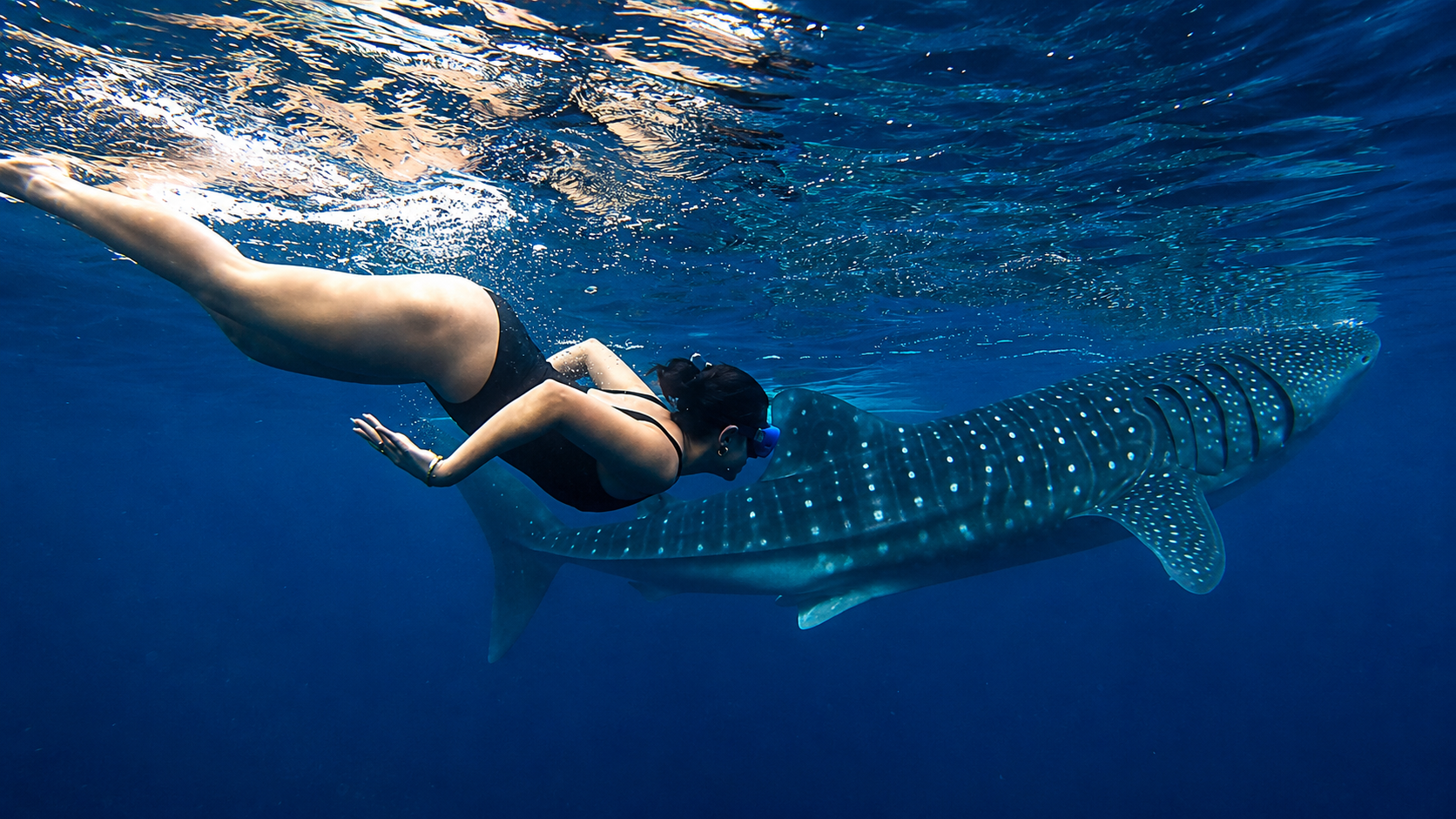 Cebu: Oslob Whale Shark Encounter with Hotel Transfers 3
