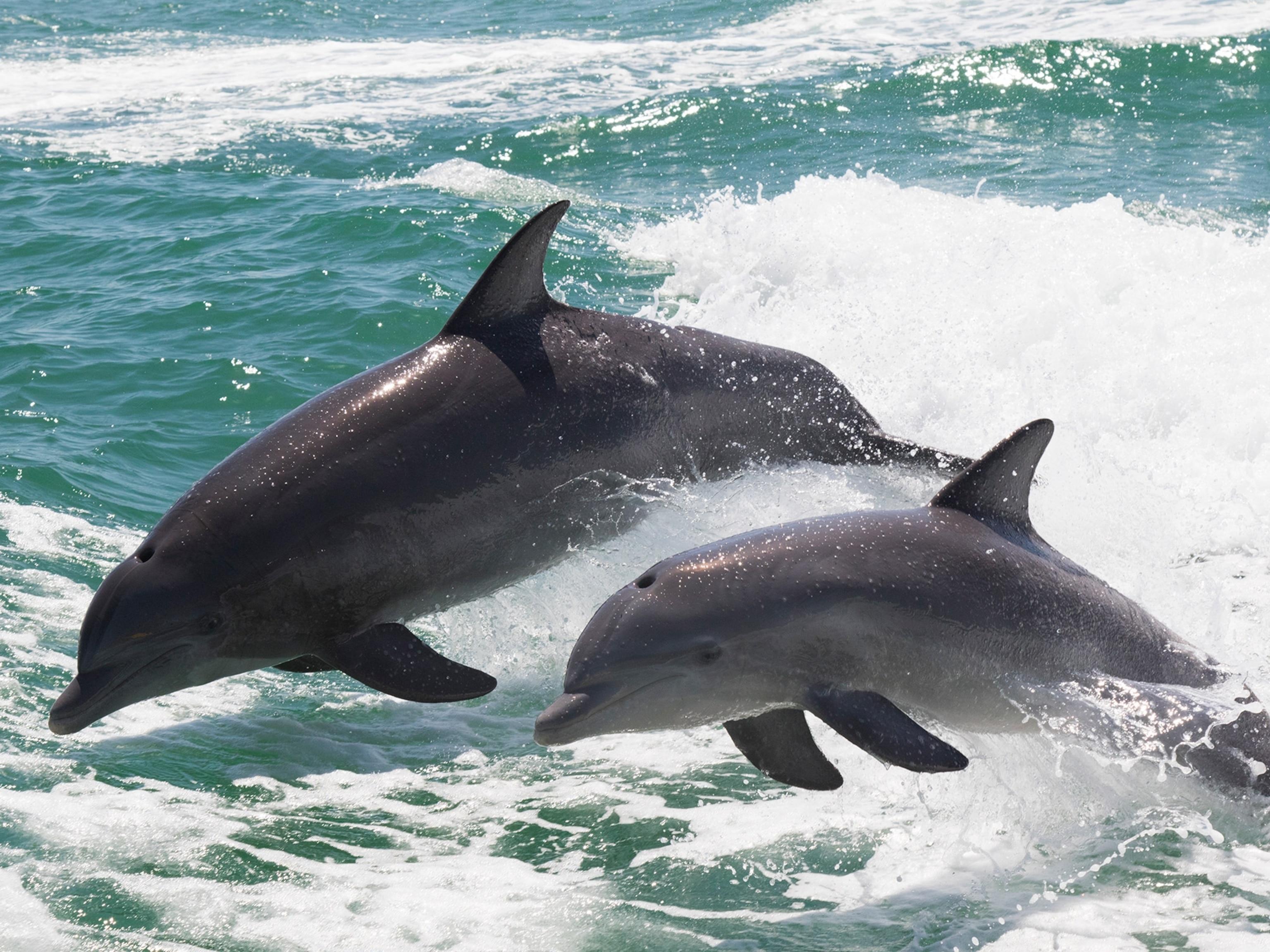 Muscat: Dolphin Watch & Snorkeling